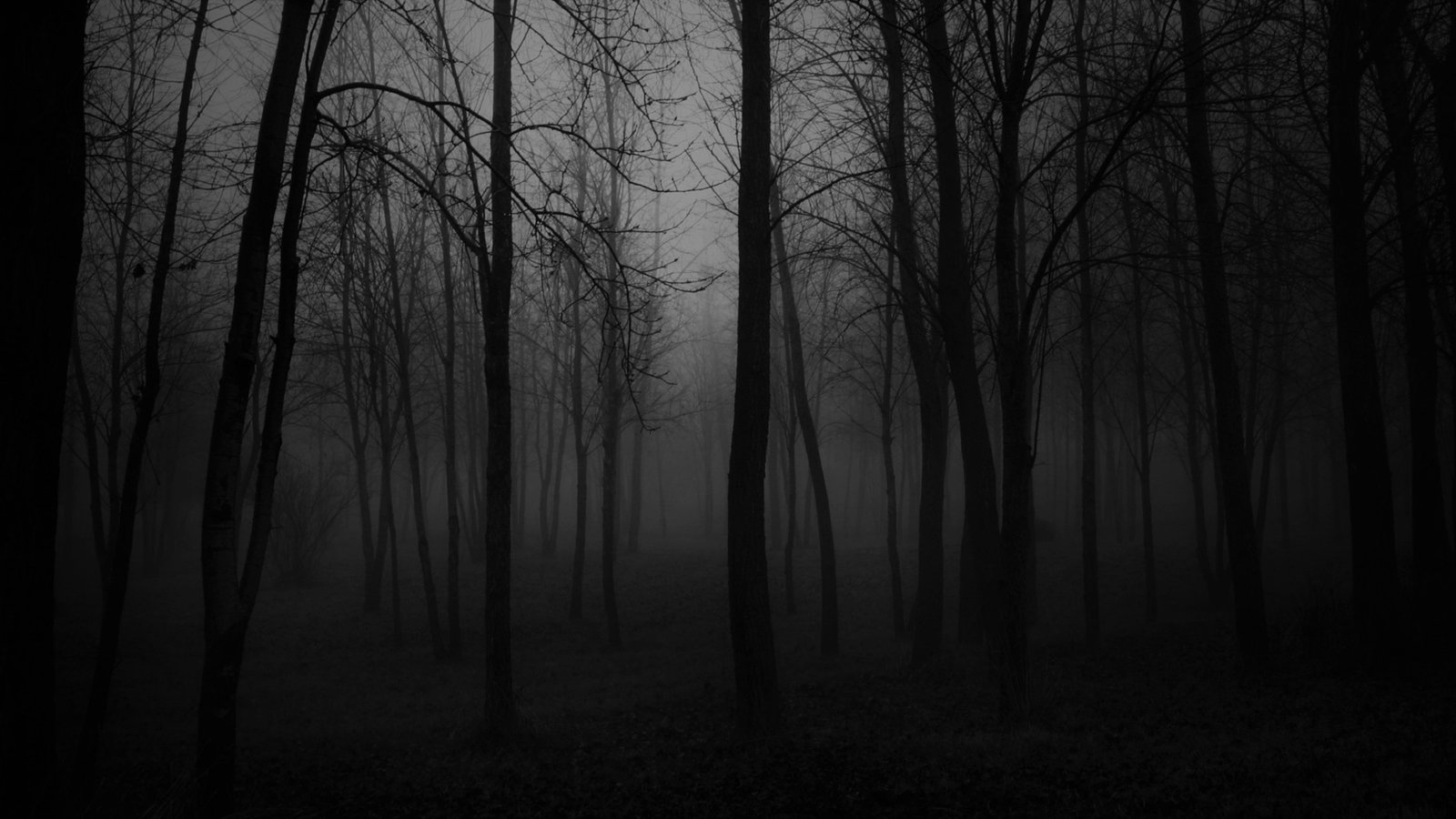 black and white forest nature foggy atmosphere darkness 2k 4k