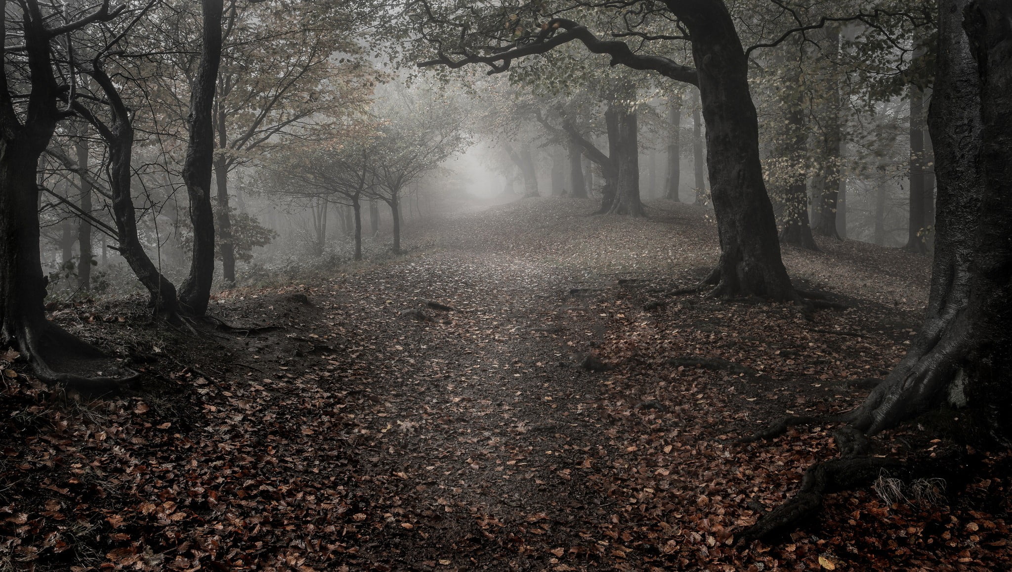 brown trees forest nature landscape wood mist leaves fall 2k