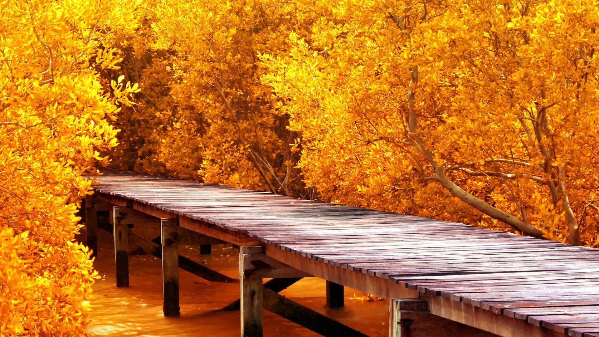 brown wooden dock bridge surrounded by orange trees 2k