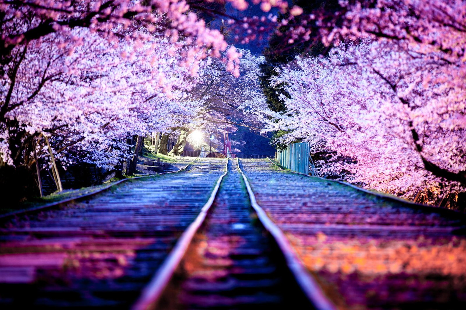 cherry blossom night the city lights spring Japan Sakura 2k