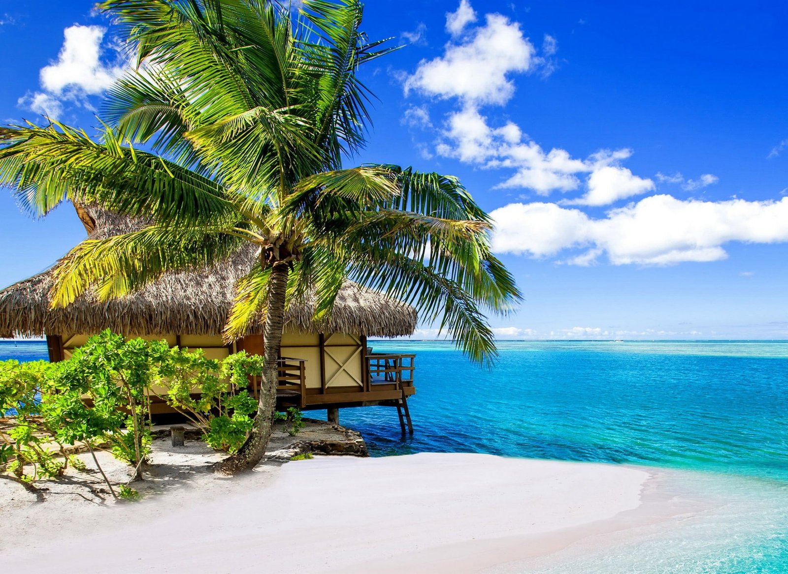 coconut tree near wooden house at the beach palm trees tropical 2k
