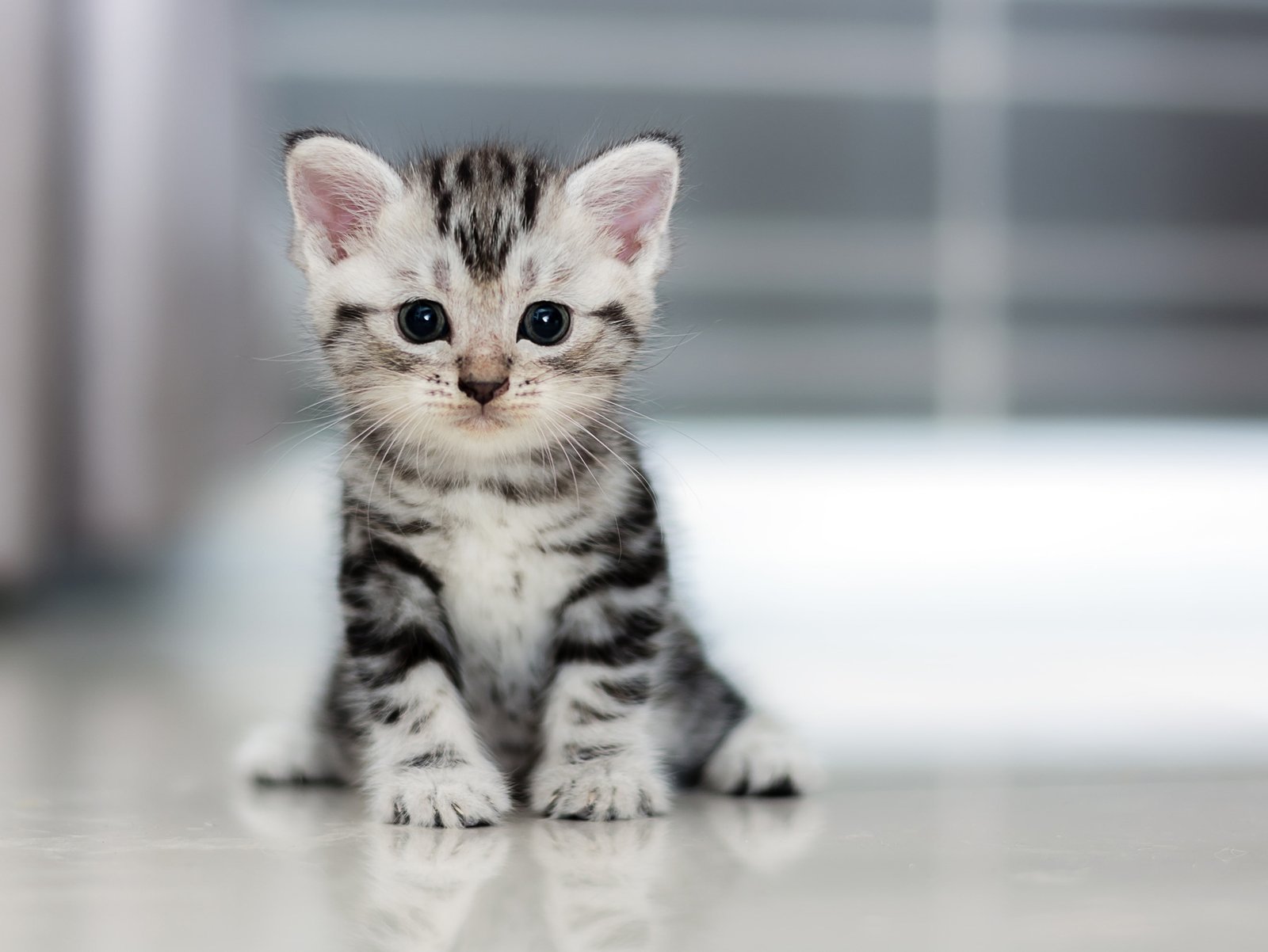 kitten cat animals hd pets domestic 2k 4k