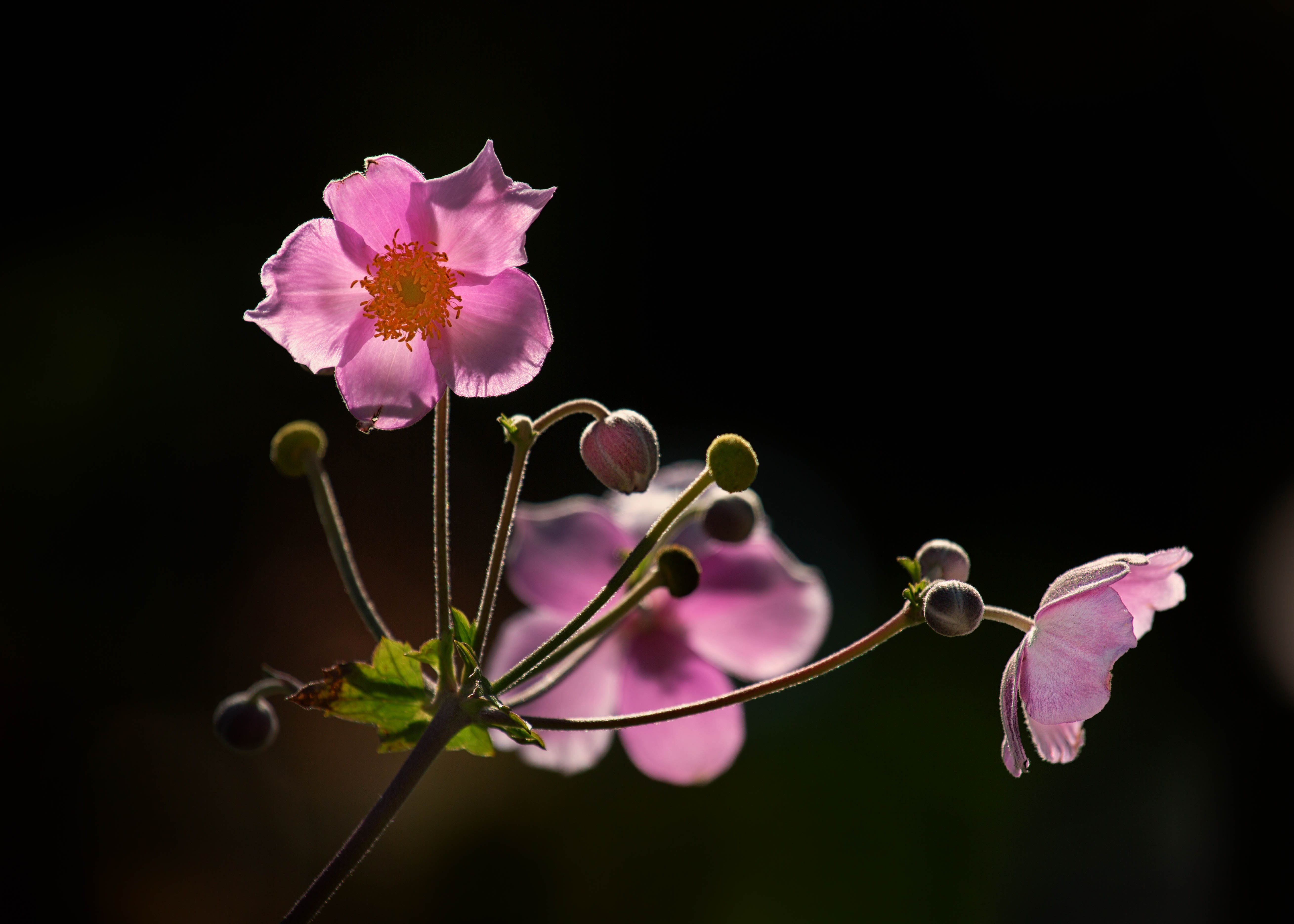 purple flower plant japanese Anemones flowers floral 2k 4k 5k