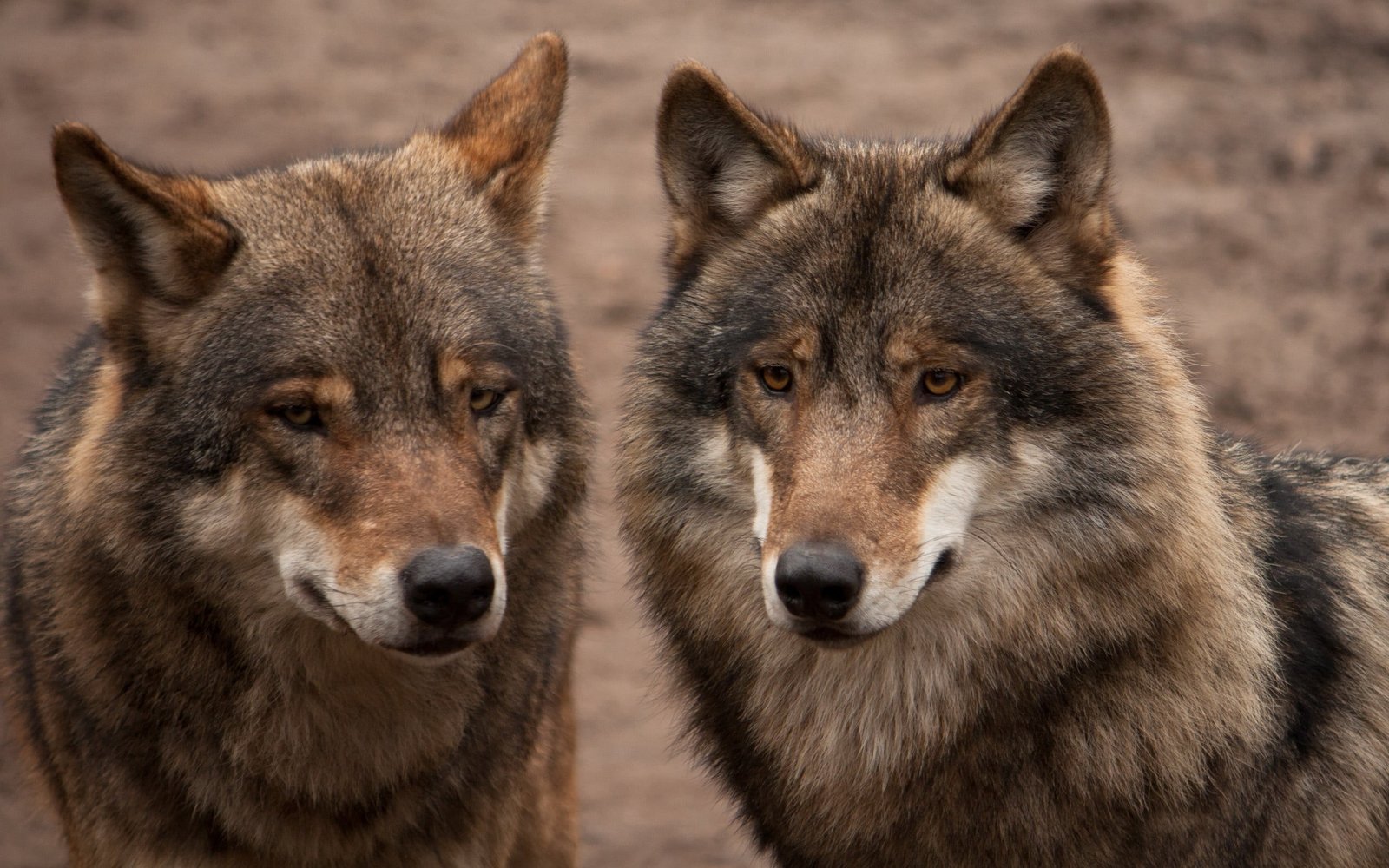 two black and brown wolves animals nature wolf animal themes 2k