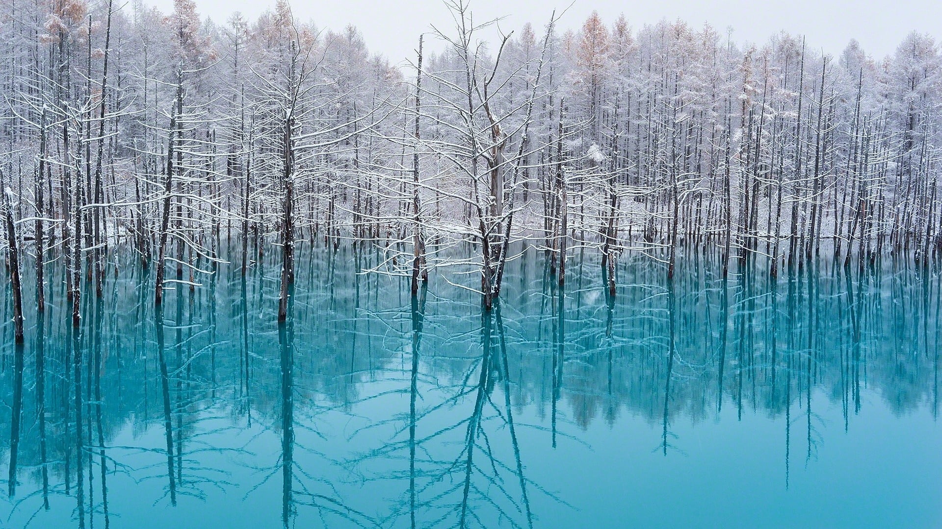 white trees lake nature turquoise water snow reflection 2k
