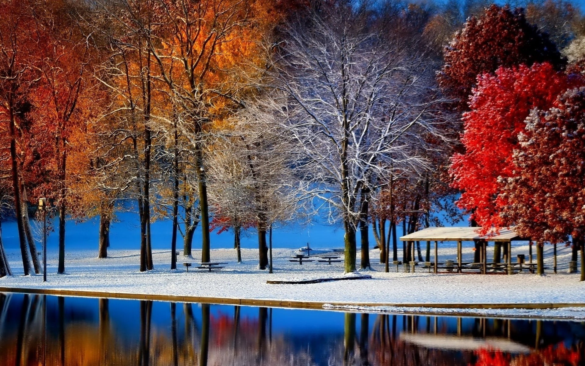 assorted color leafed trees nature landscape fall snow colorful 2k