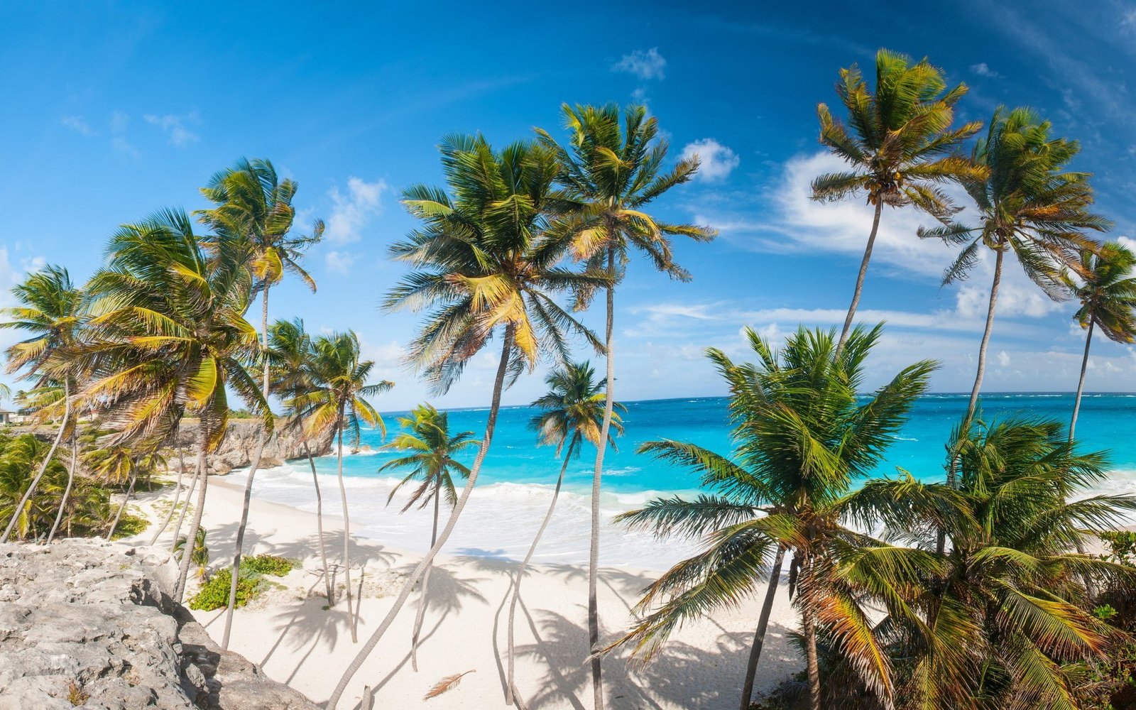 beach palm trees tropical sea 2k