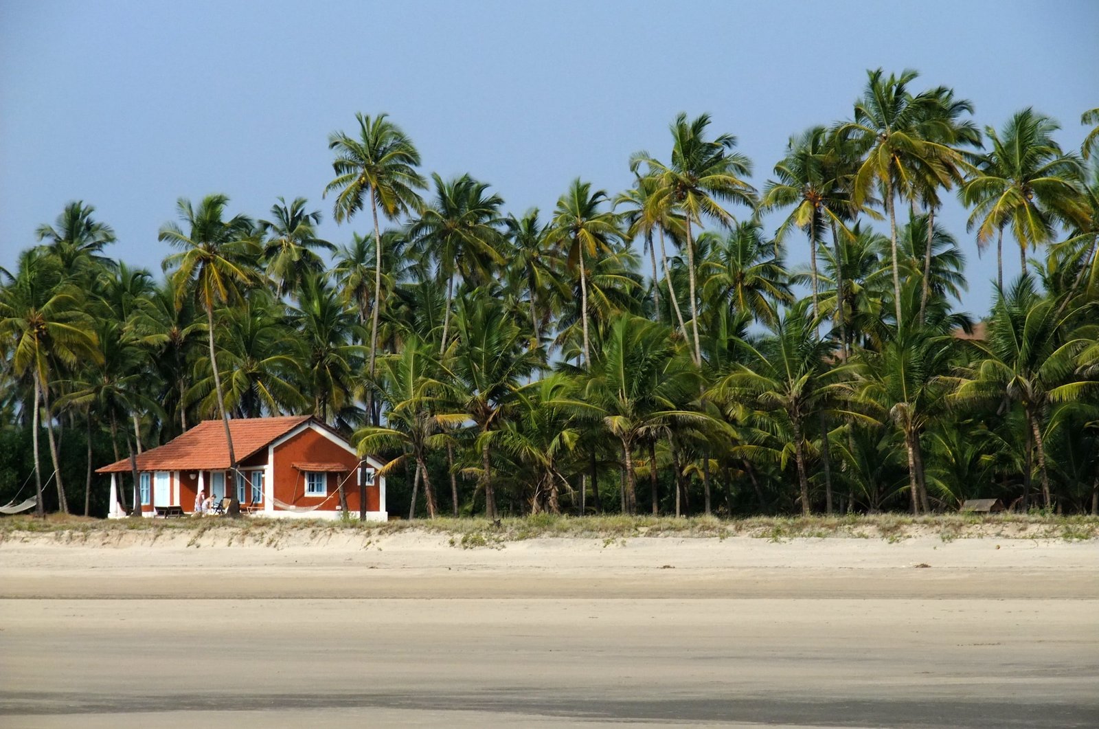 coconut tree field under blue sky Goa Beach House Sea Blue Sky 2k