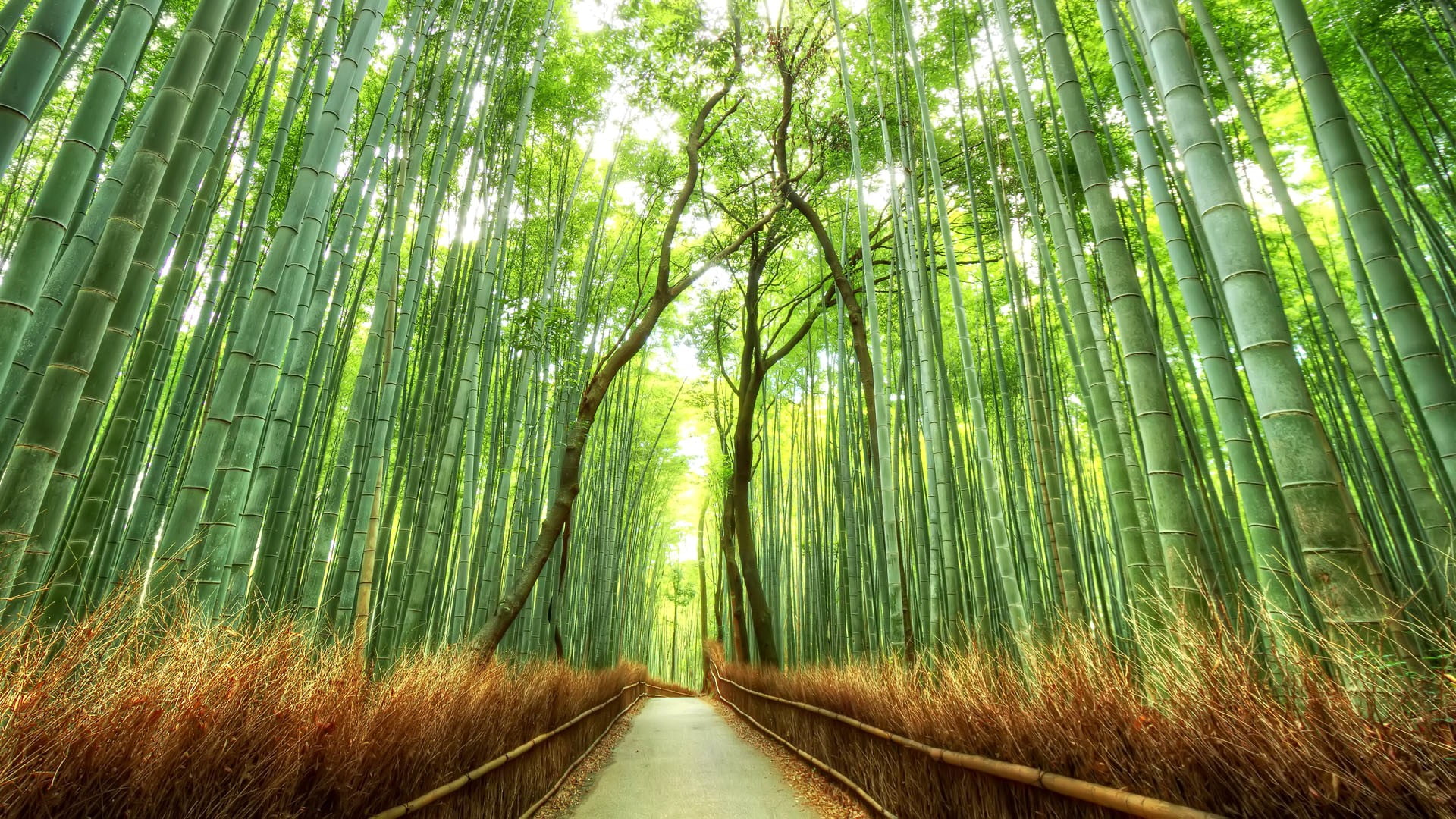 forest pathway painting landscape bamboo Japan nature fence 2k