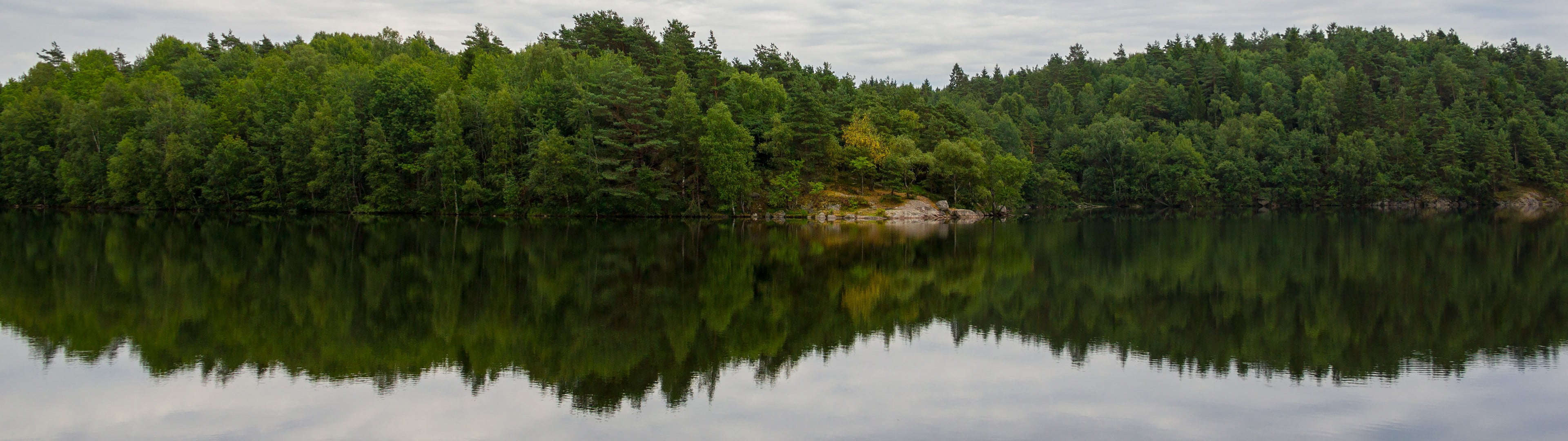 green leafed trees dual monitors multiple display landscape 2k 4k