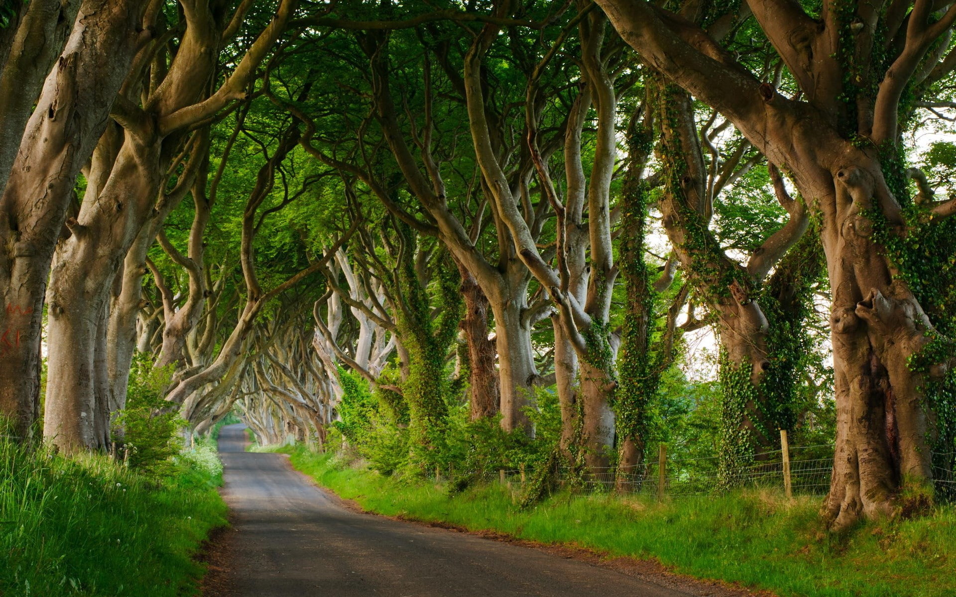 hd high resolution nature tree plant trunk 2k