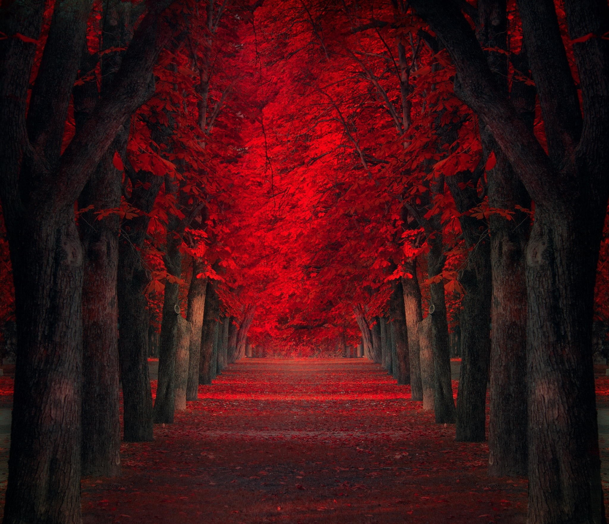 red leaf trees illustration path leaves fall park 2k