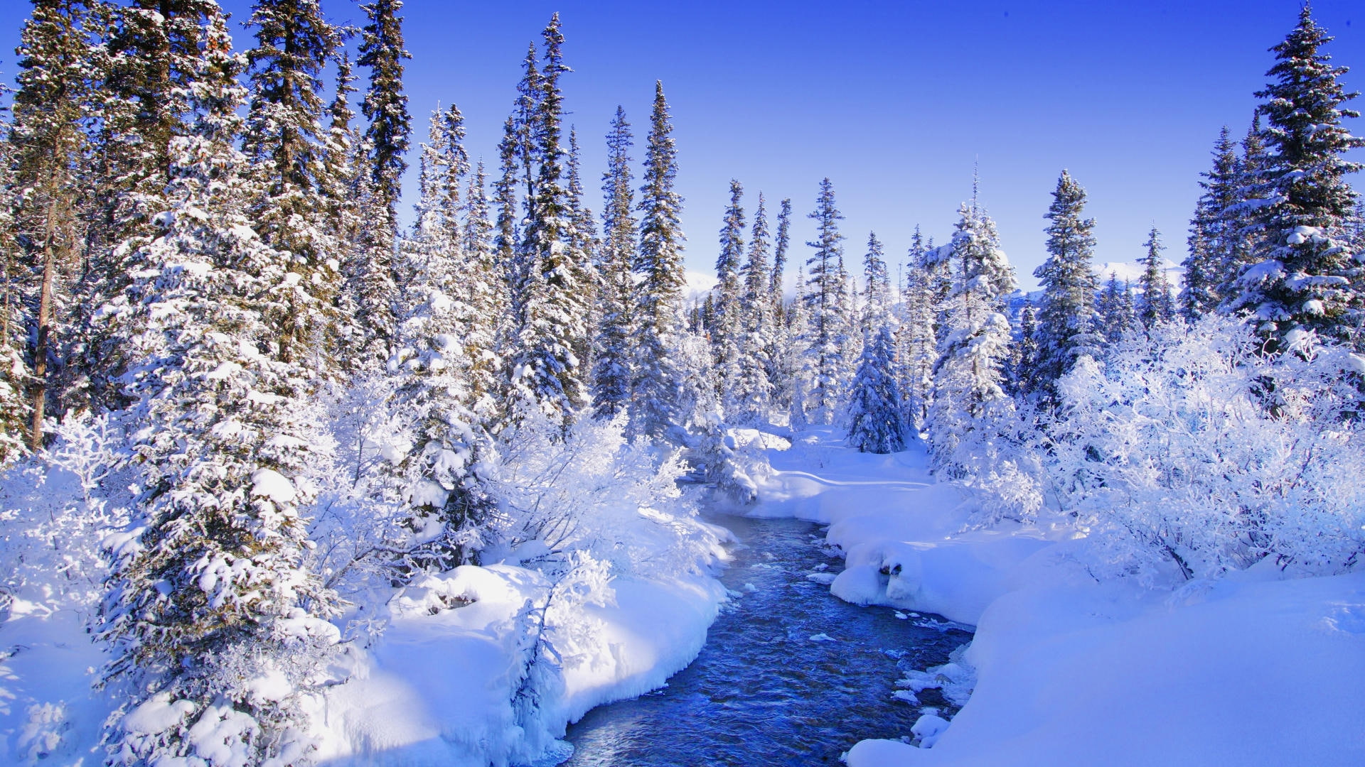 trees forest torrent snow landscapes Nature Winter HD Art 2k