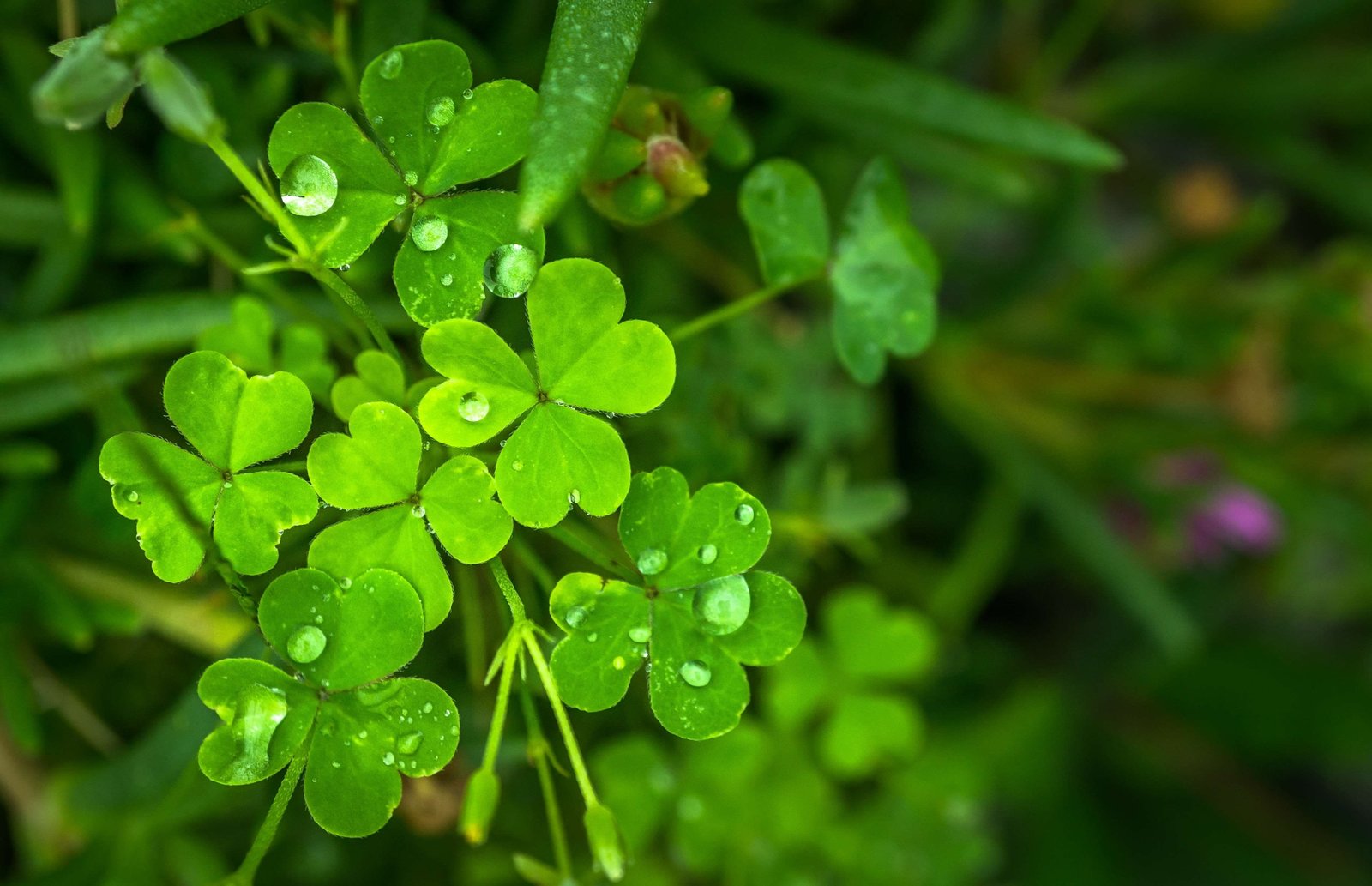 abstract clover dew good luck green herb leaf morning 2k 4k