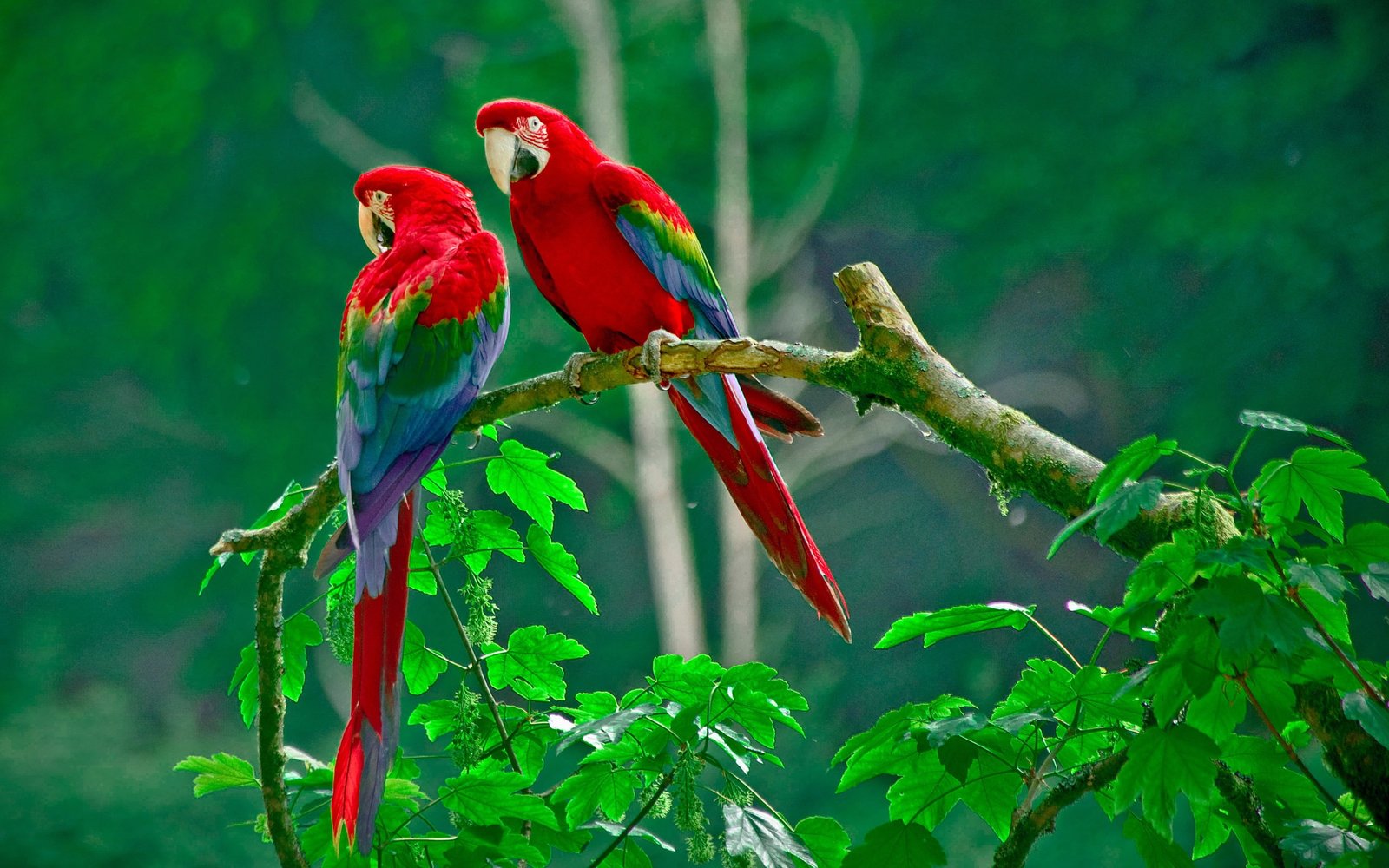 Beautiful parrot colorful feathers nature green leaves 2k