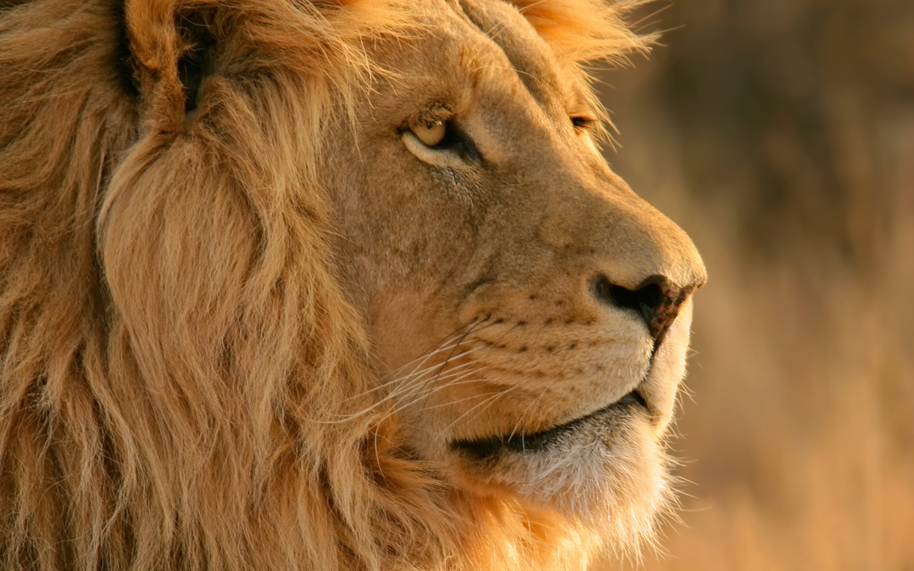 close up photo of adult lion yellow animal Feline 2k