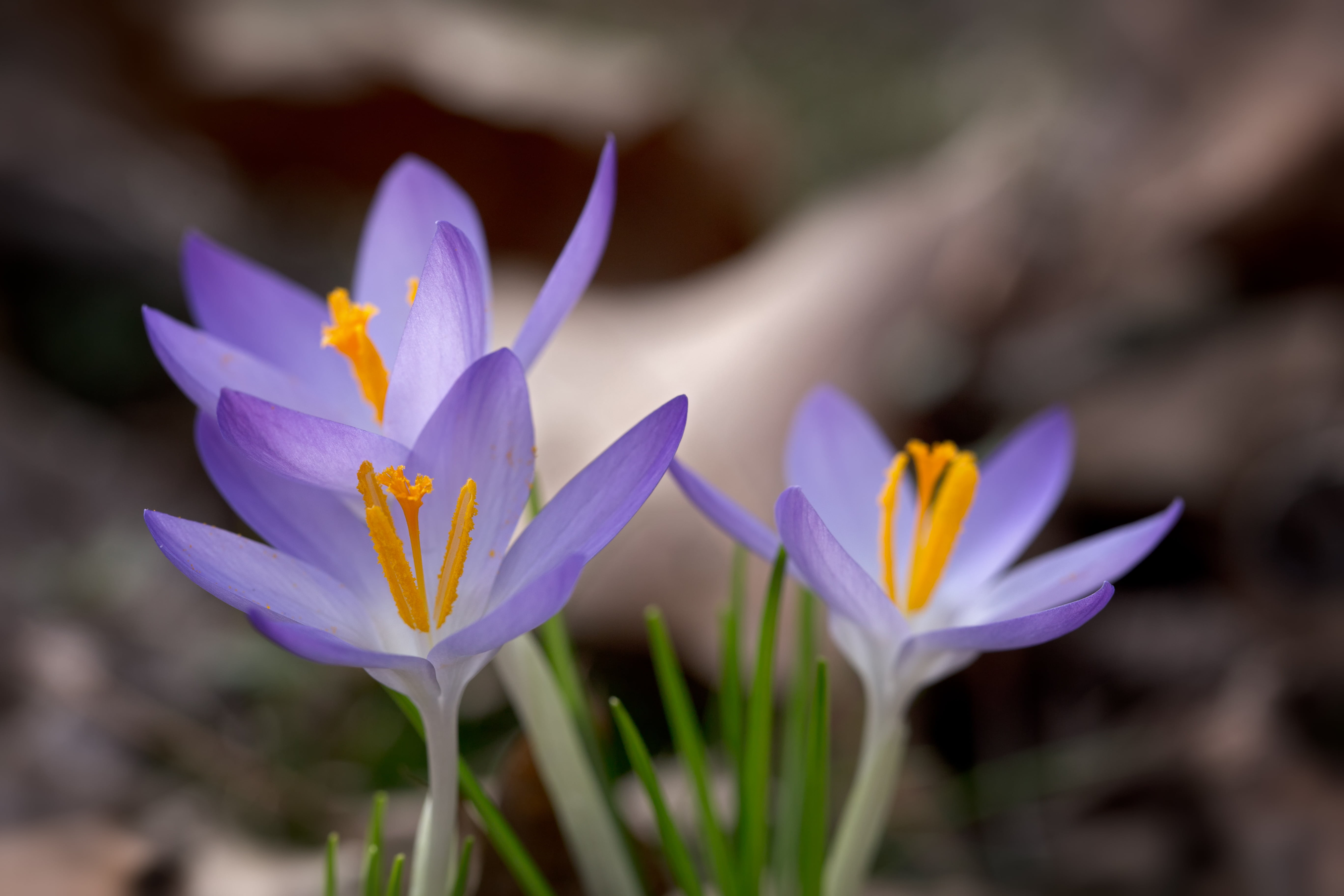close up photo of purple petaled flower crocuses nature 2k 4k 5k