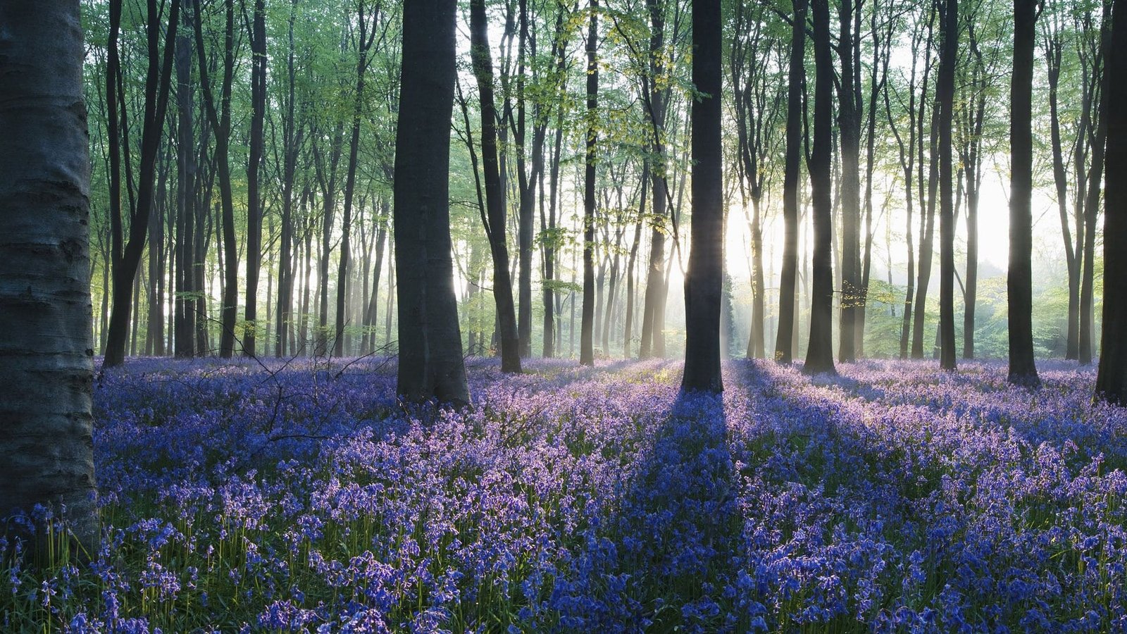 for desktop nature scenes beautiful scenery plant 2k