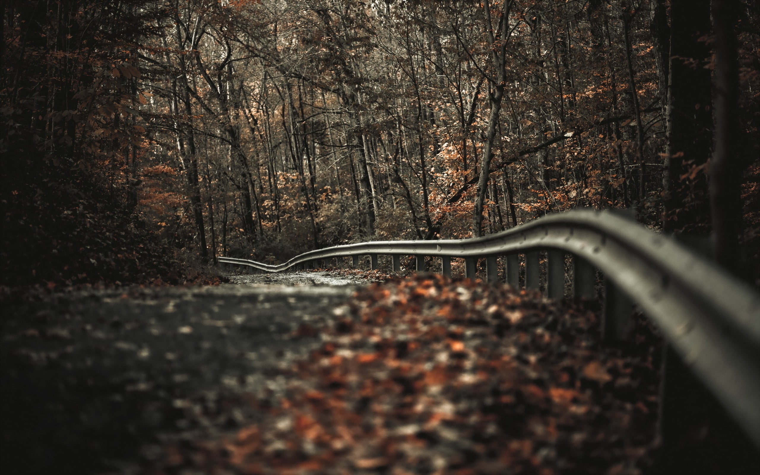 gray road rails shallow focus photo of railing trees 2k