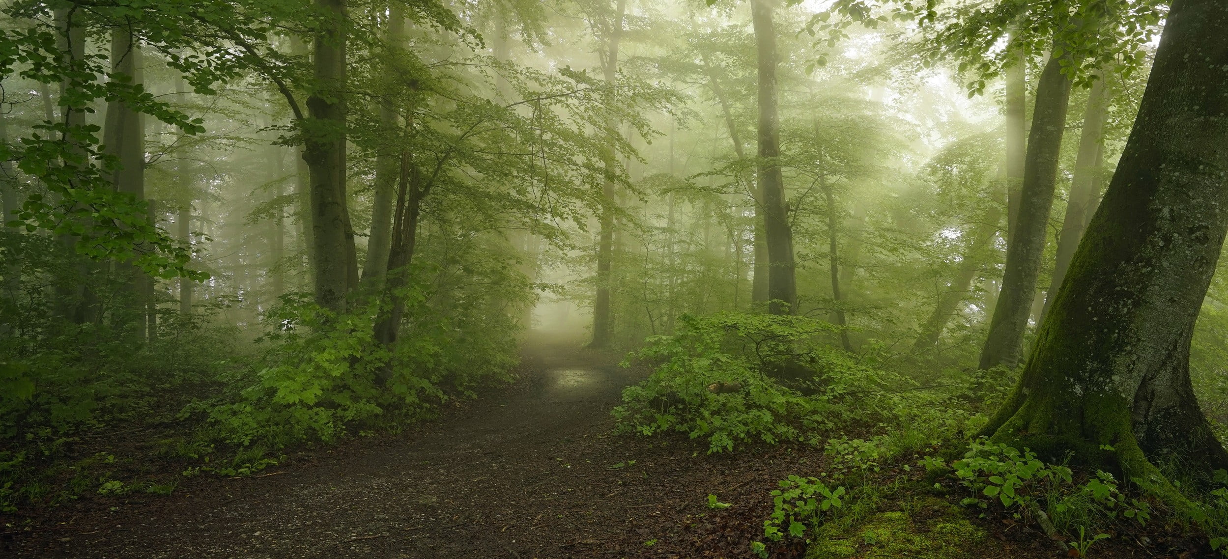 green forest path mist morning spring trees moss shrubs 2k