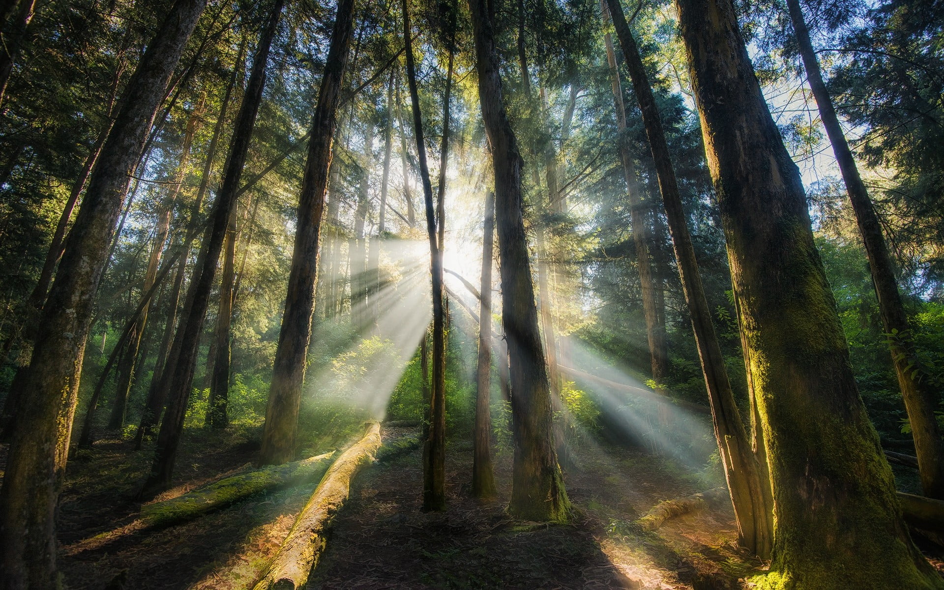 green trees nature landscape mist forest morning sun rays 2k