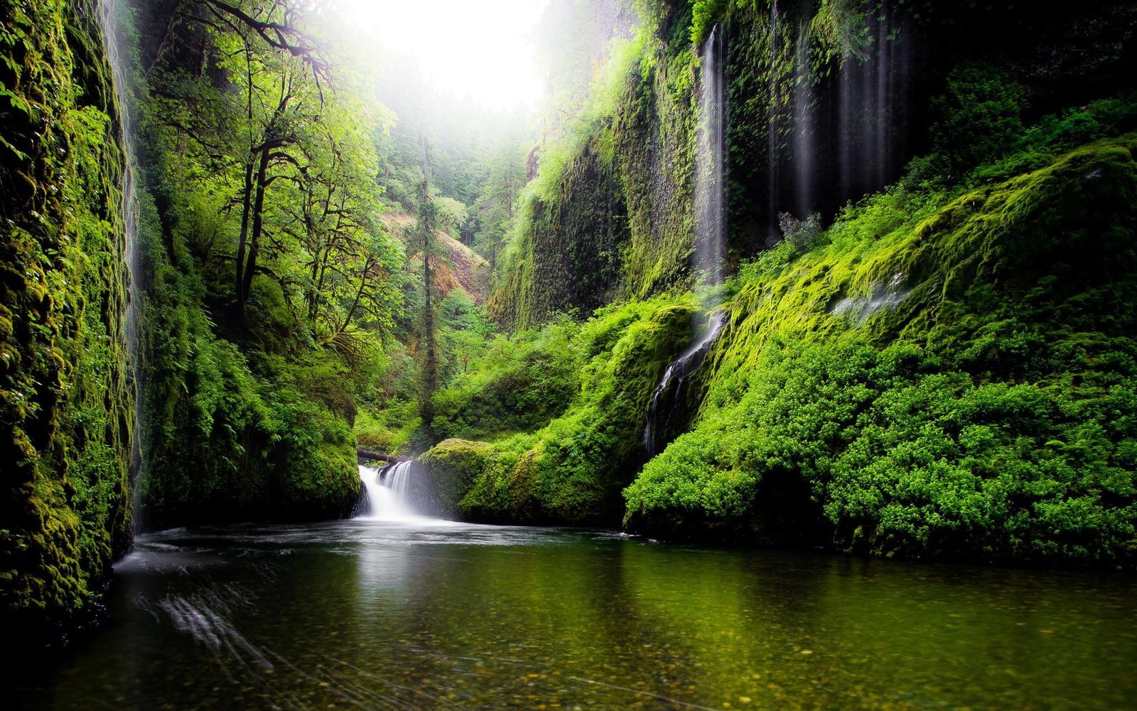 laptop backgrounds nature images tree water plant 72 2k