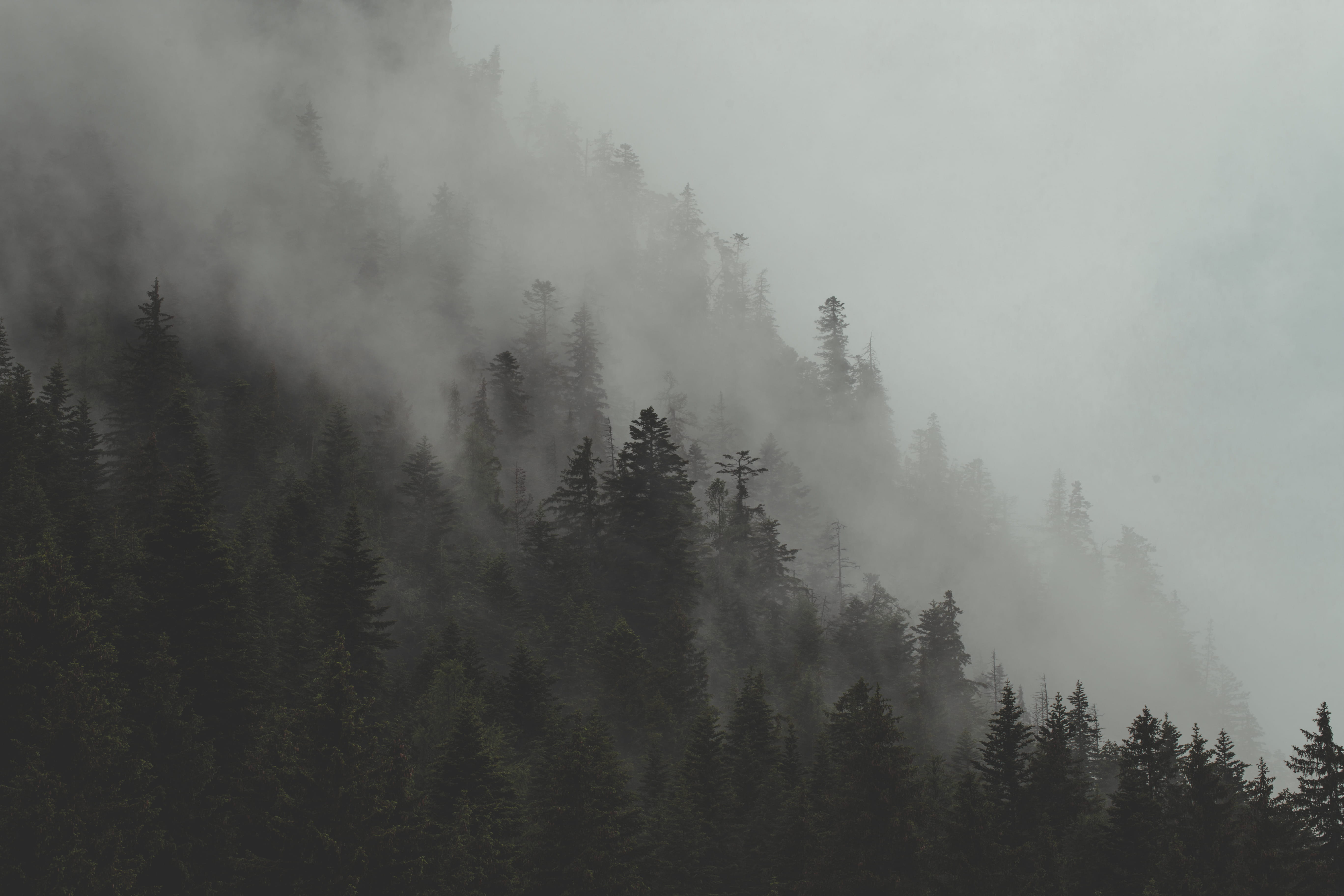 photo of green leafed trees on mountain forest mist fog cloud 2k 4k 5k