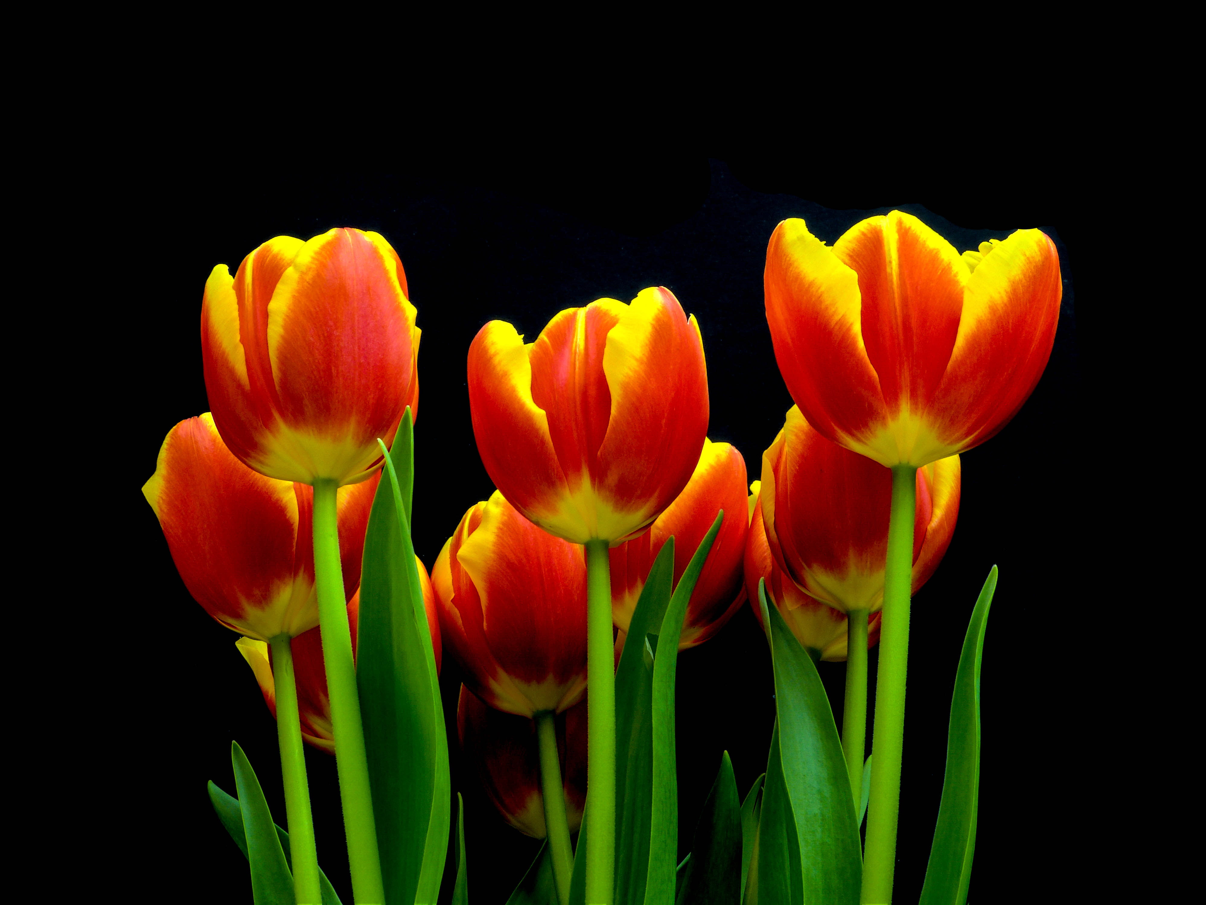 red and yellow half bloom tulip bouquet flower tulips 2k 4k
