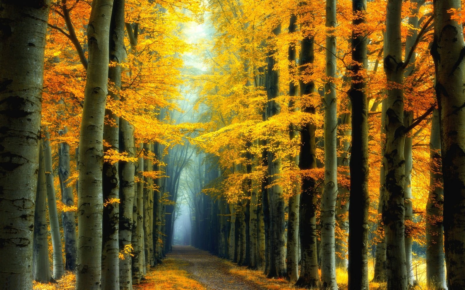 yellow leafed trees nature landscape fall colorful forest 2k