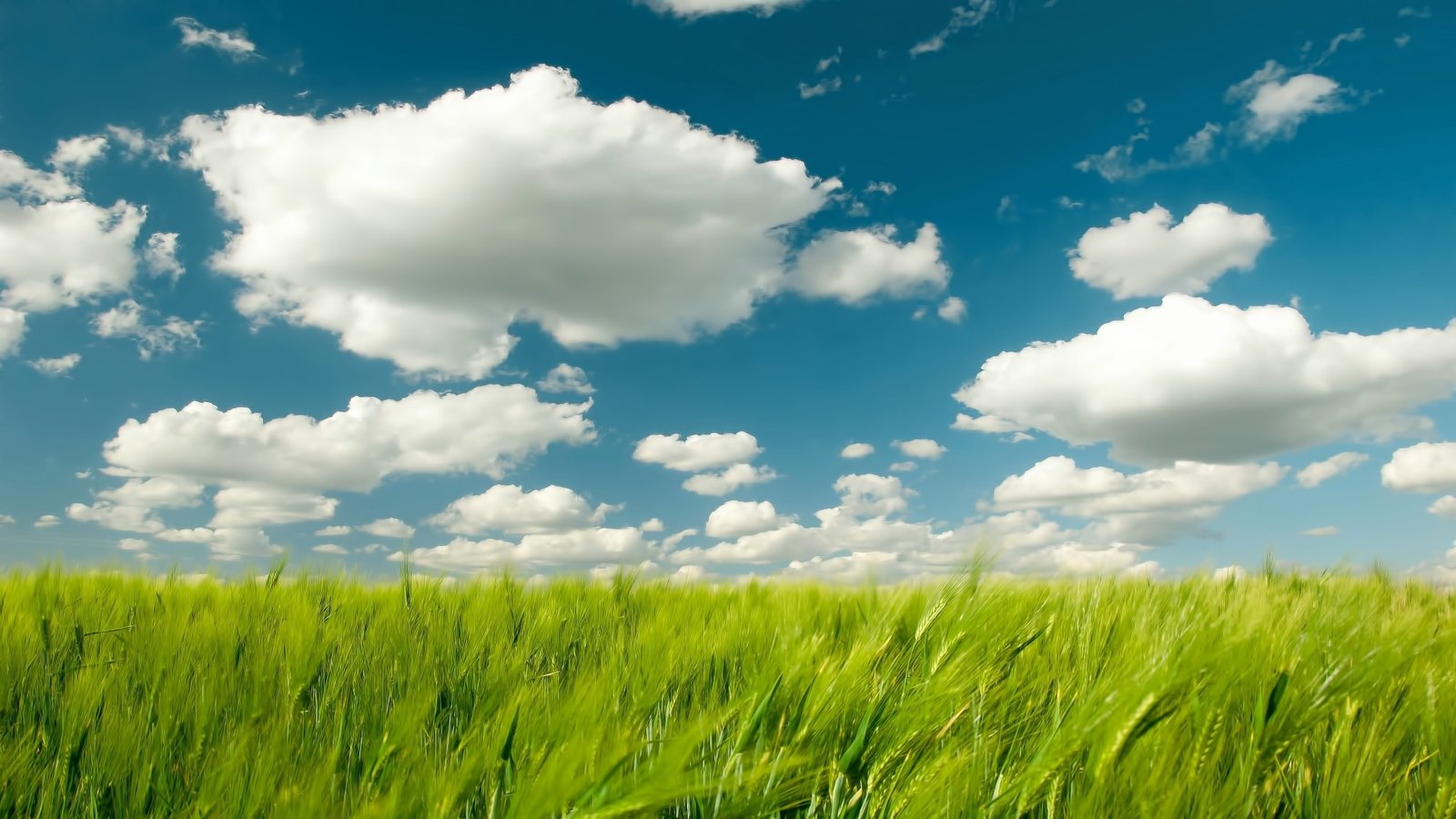 green grass field nature landscape sky plants clouds cloud 2k 4k