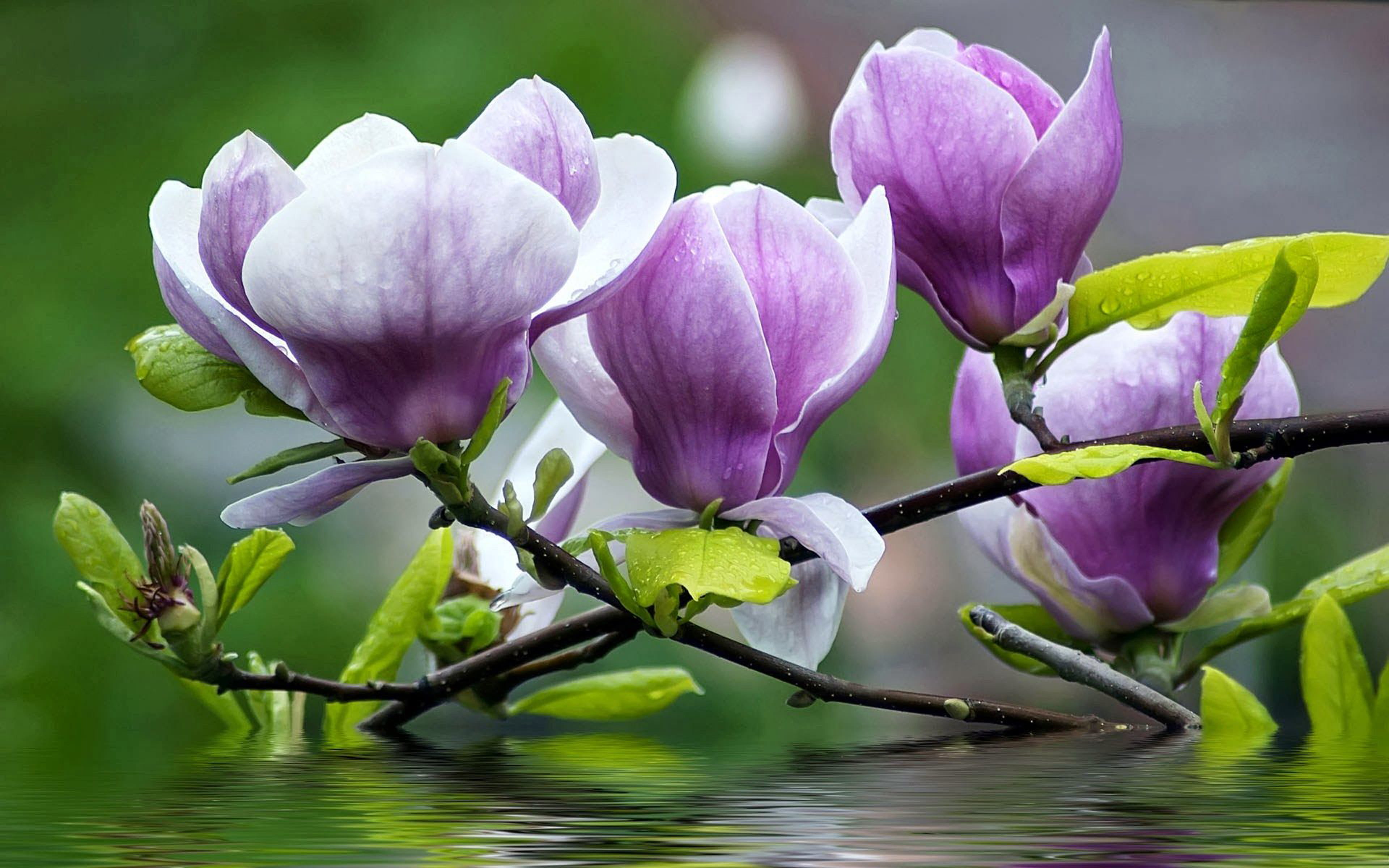 Magnolia Purple Flowers Twigs With Green Leaves Water Desktop Wallpaper Hd For Mobile Phones And Laptops 2k 4k