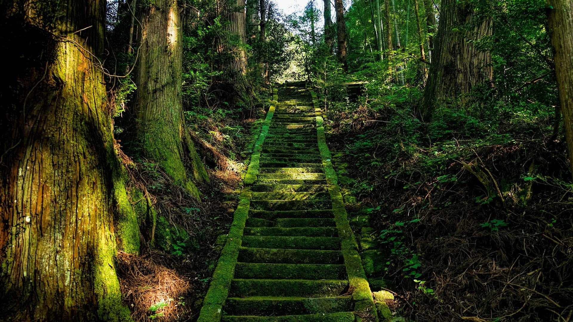 nature vegetation green forest woodland tree path buddhist temple 2k