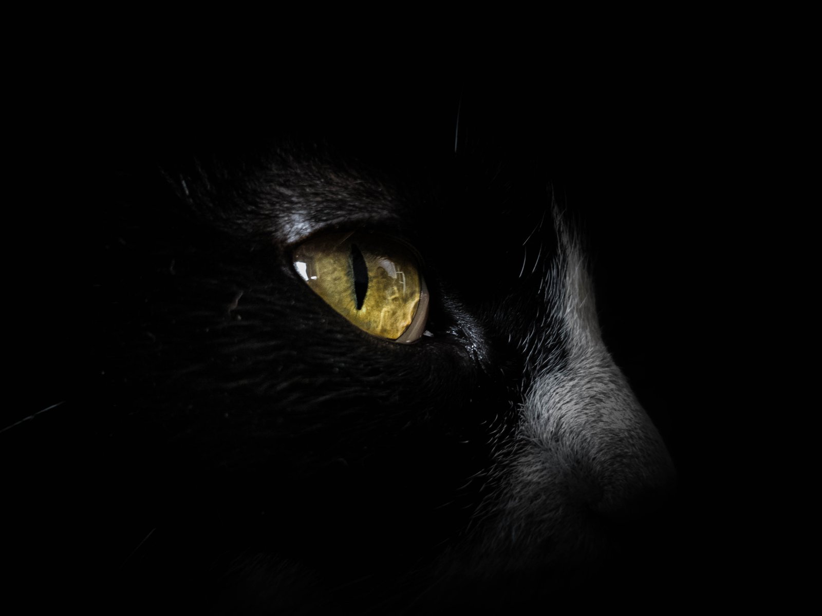 cat eye black amoled focus closeup unpslash animal wild 44 2k 4k 5k