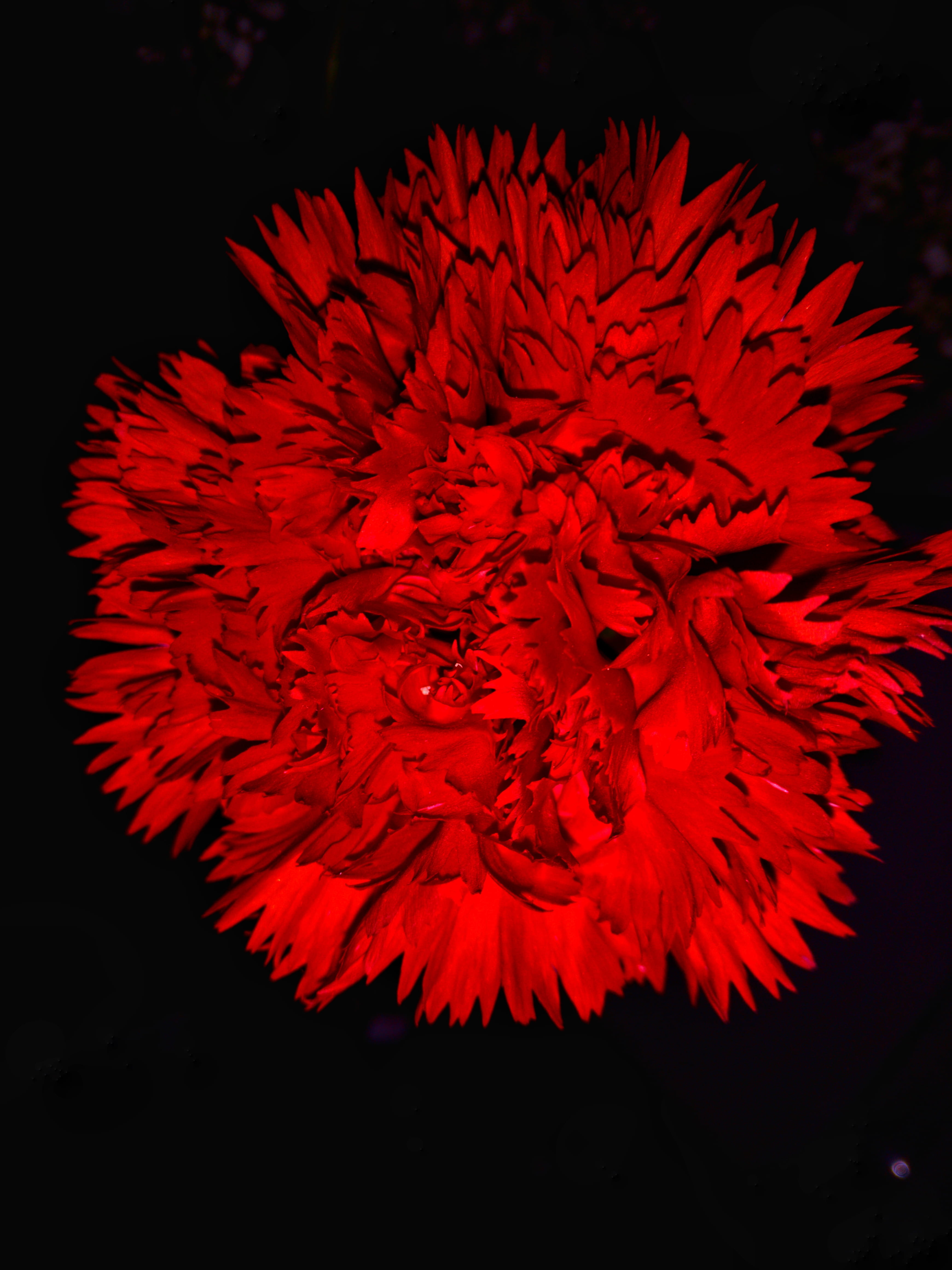 flower dark amoled beautiful red black background 61 2k