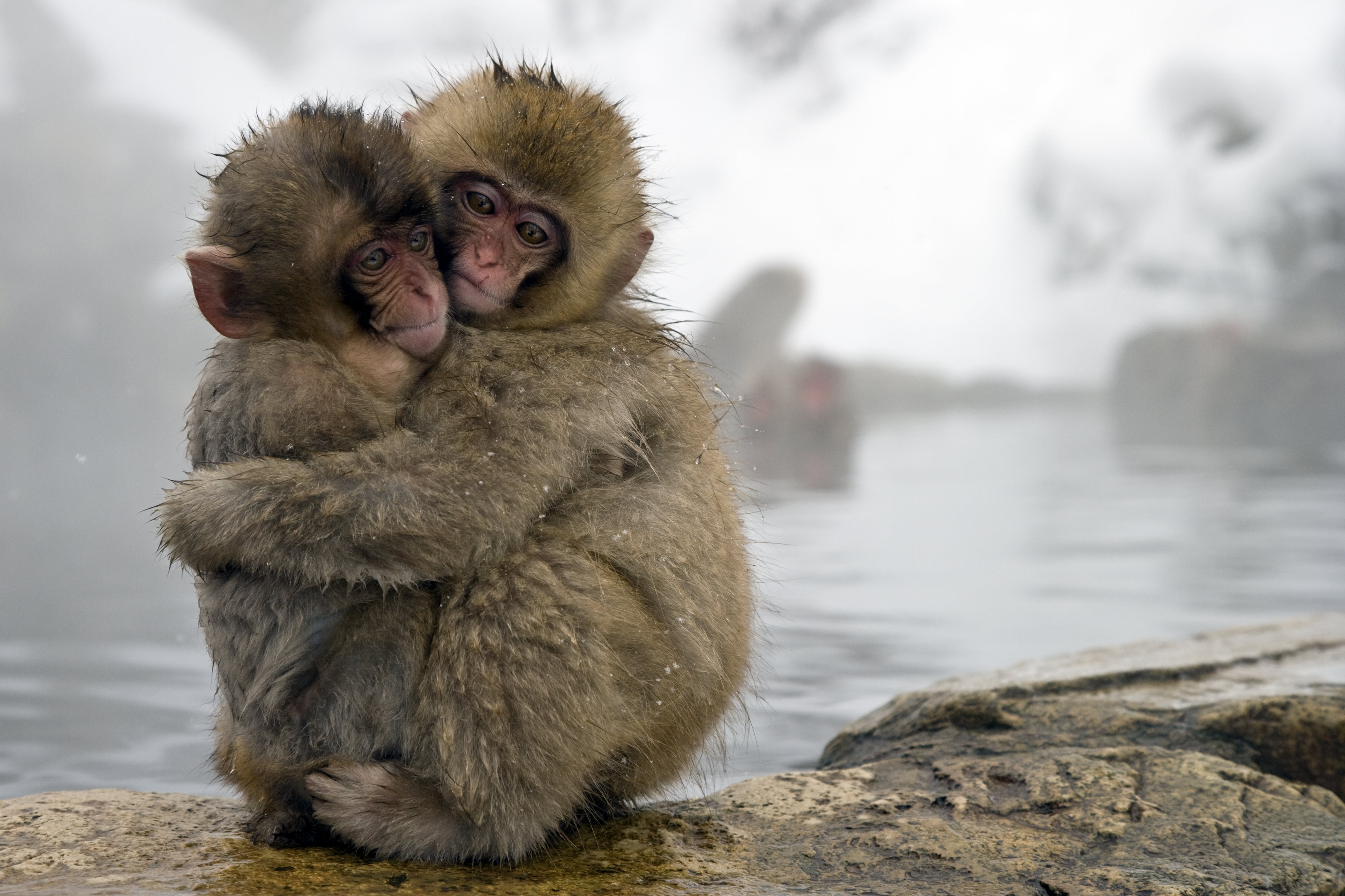 two Japanese Spring monkeys hugging during daytime snow 2k 4k 5k