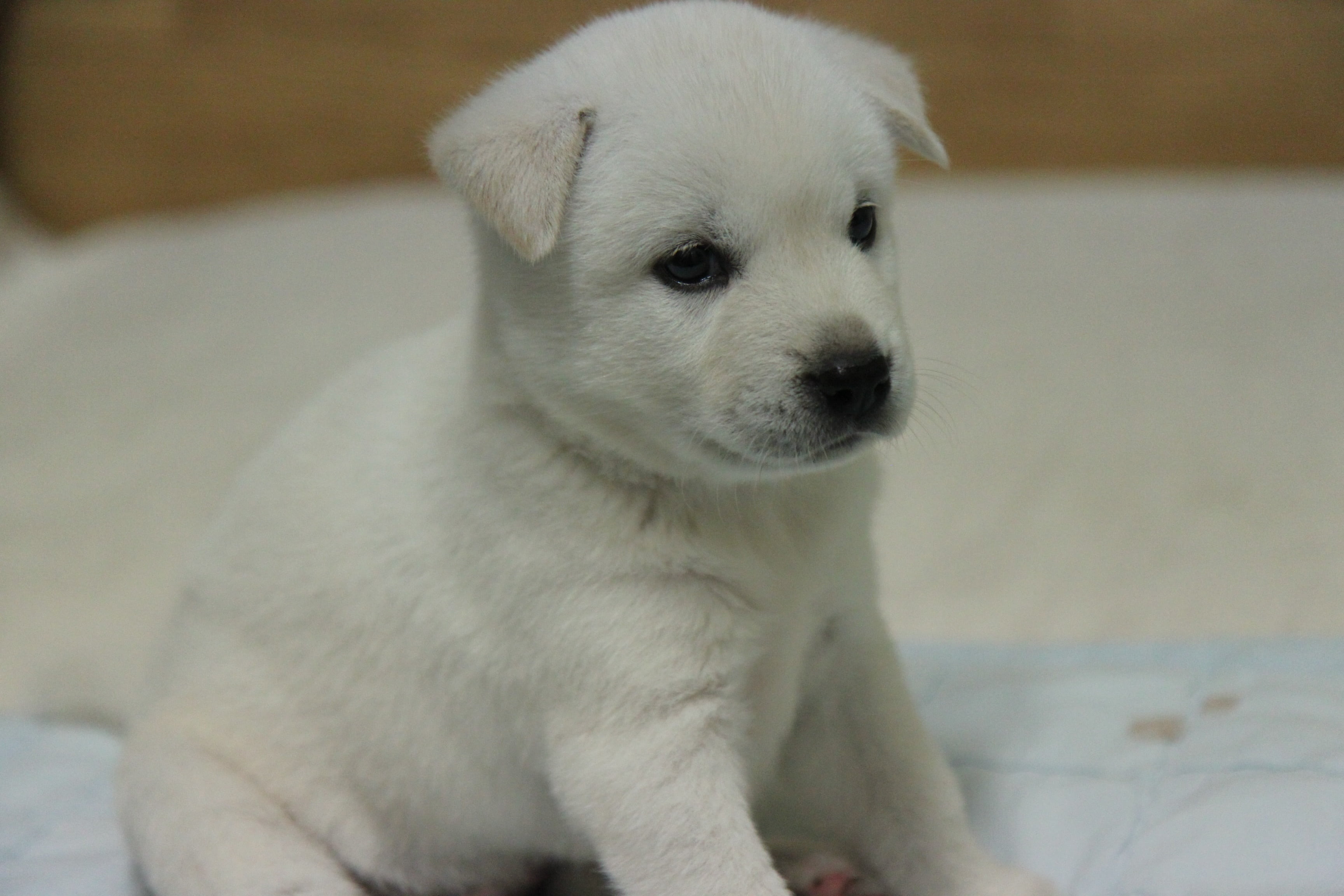 korean jindo dog puppy white fur pets animal cute purebred Dog 2k