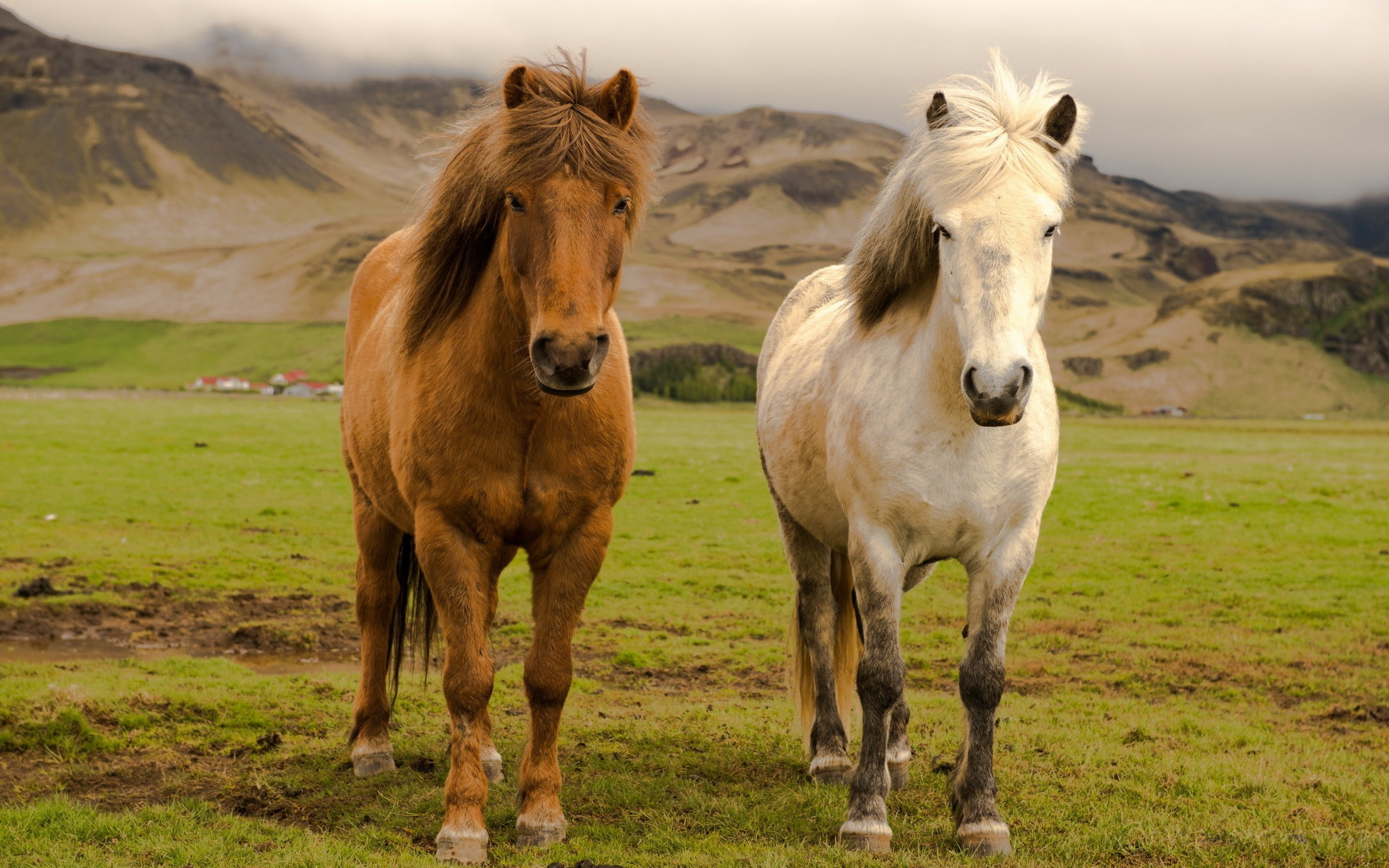 nature animals horse icelandic horses 2k