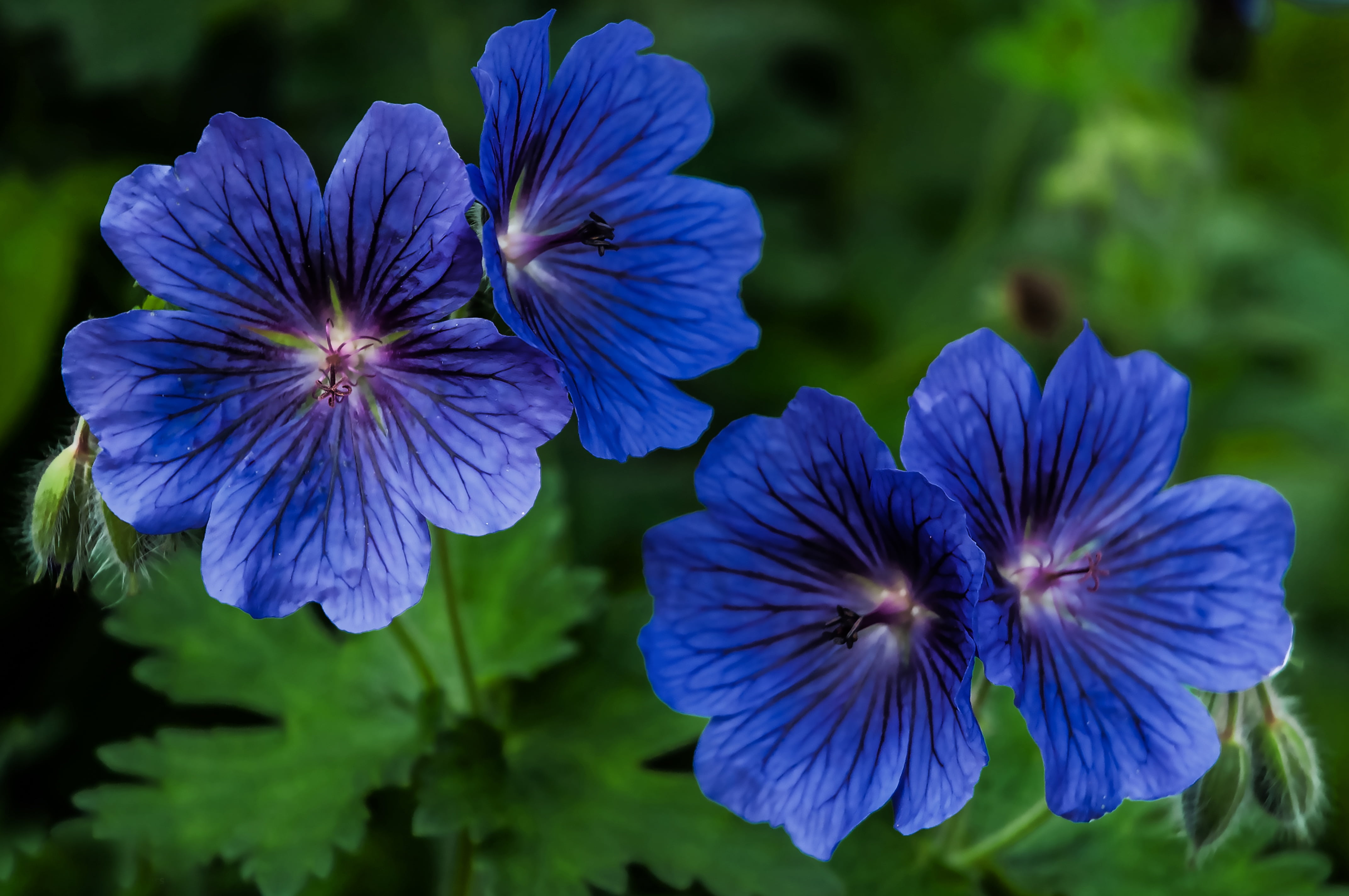 close up photo of blue petaled flowers plants geranium nature 2k 4k