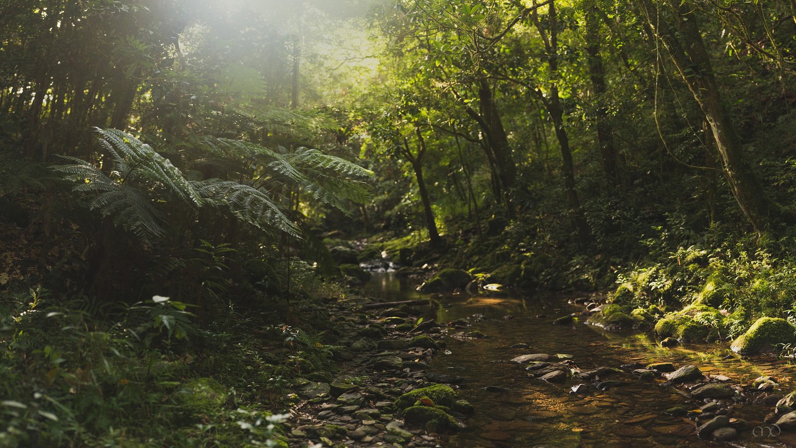 green leafed trees sunlight nature forest jungle stream 2k