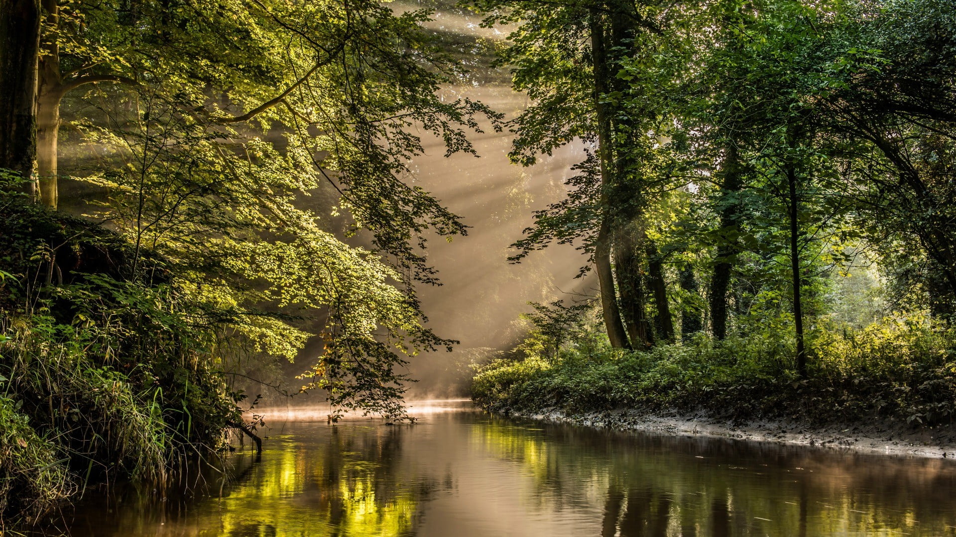 green tree forest mist river dappled sunlight sun rays nature 2k