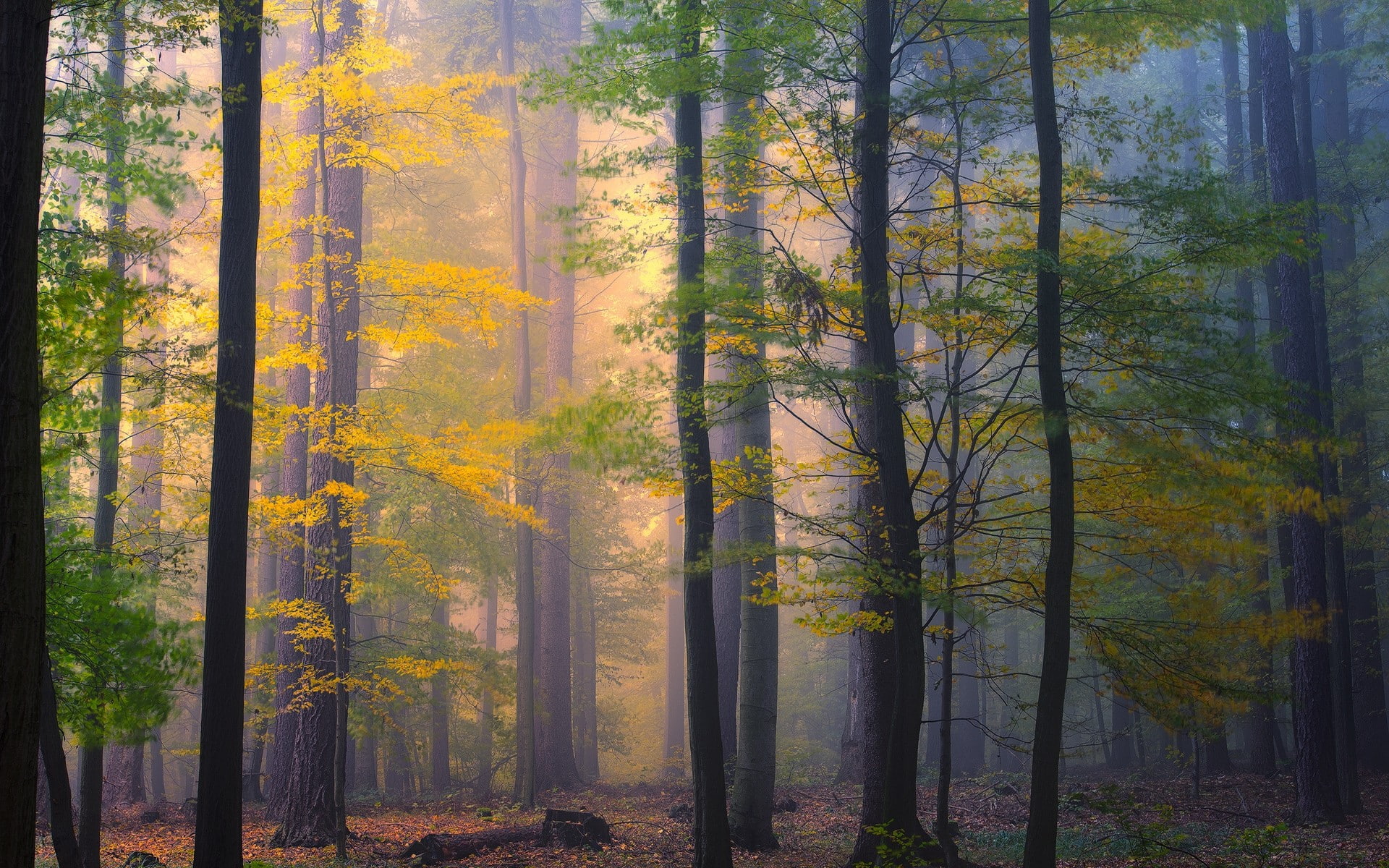 nature landscape forest morning mist fall leaves trees 2k