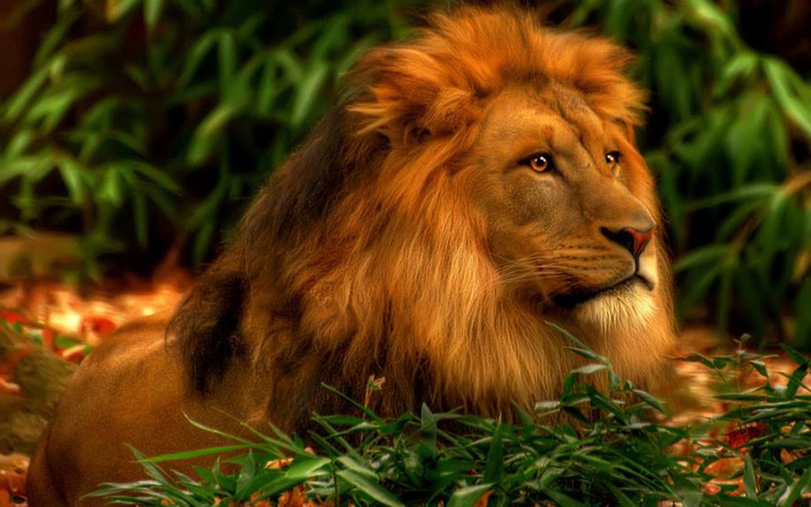 Wallpapers Hd Pc Android Mobile Windows 7 animal wildlife mammal 2k 4k
