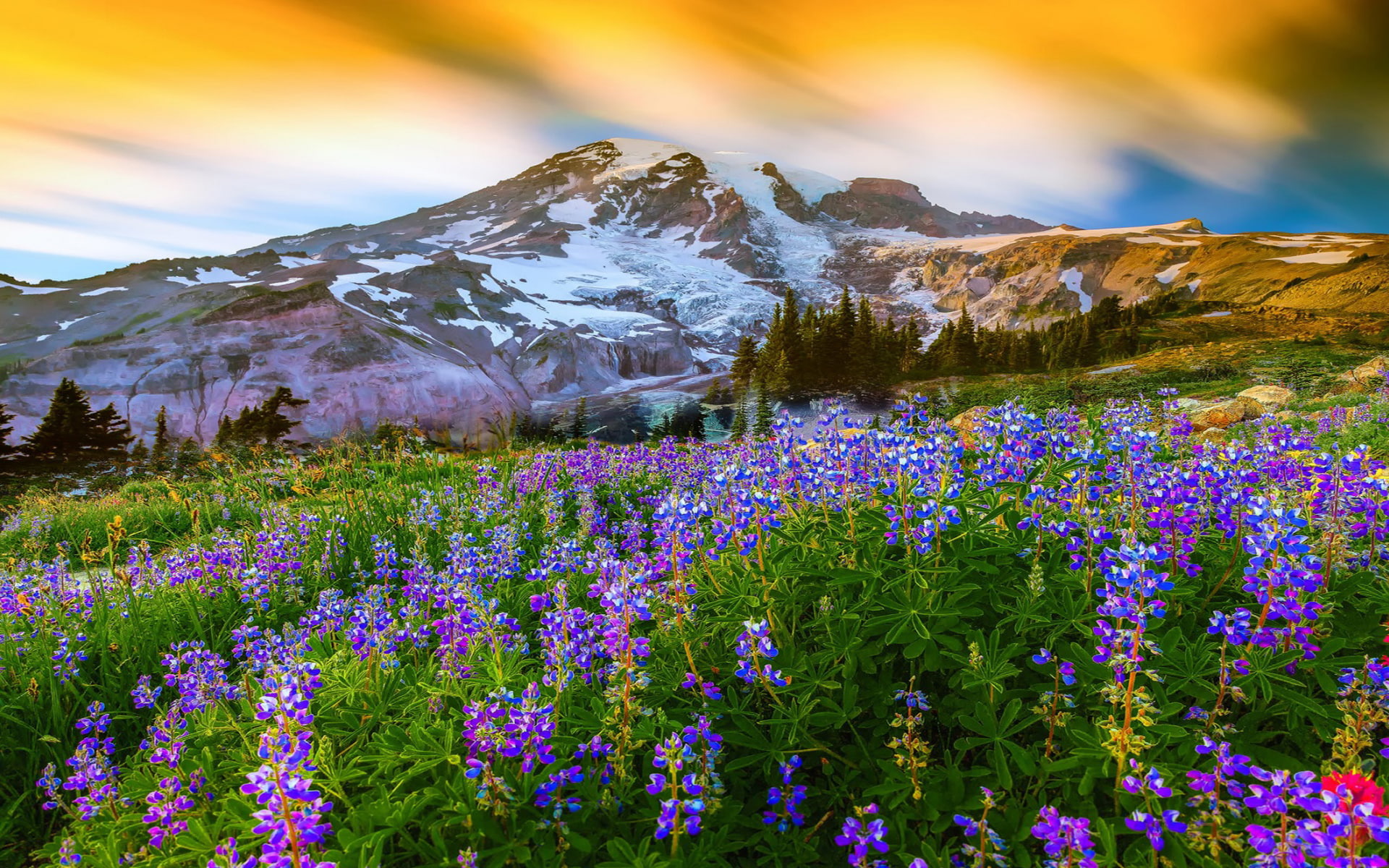 Beautiful Spring Landscape Nature Flowers Mountain Snow Paradise On Earth Mount Rainier National Park United States Desktop Wallpaper Hd 2k