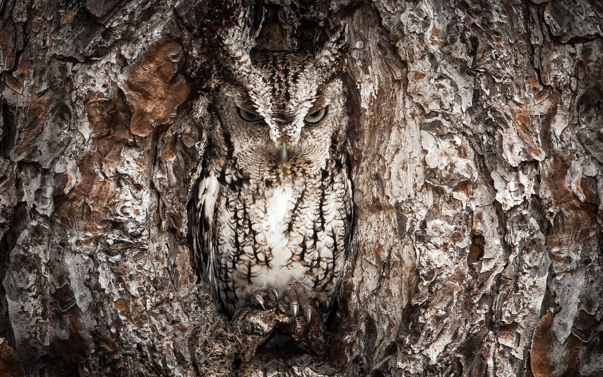 gray and black owl nature textured tree trunk no people close up 2k