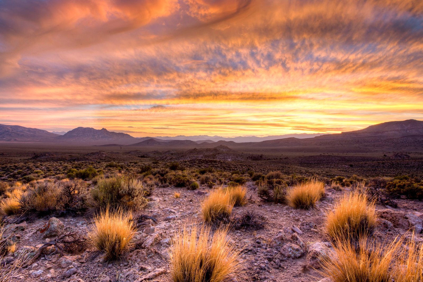 green grass on desert during sunset Basin and Range National Monument 2k