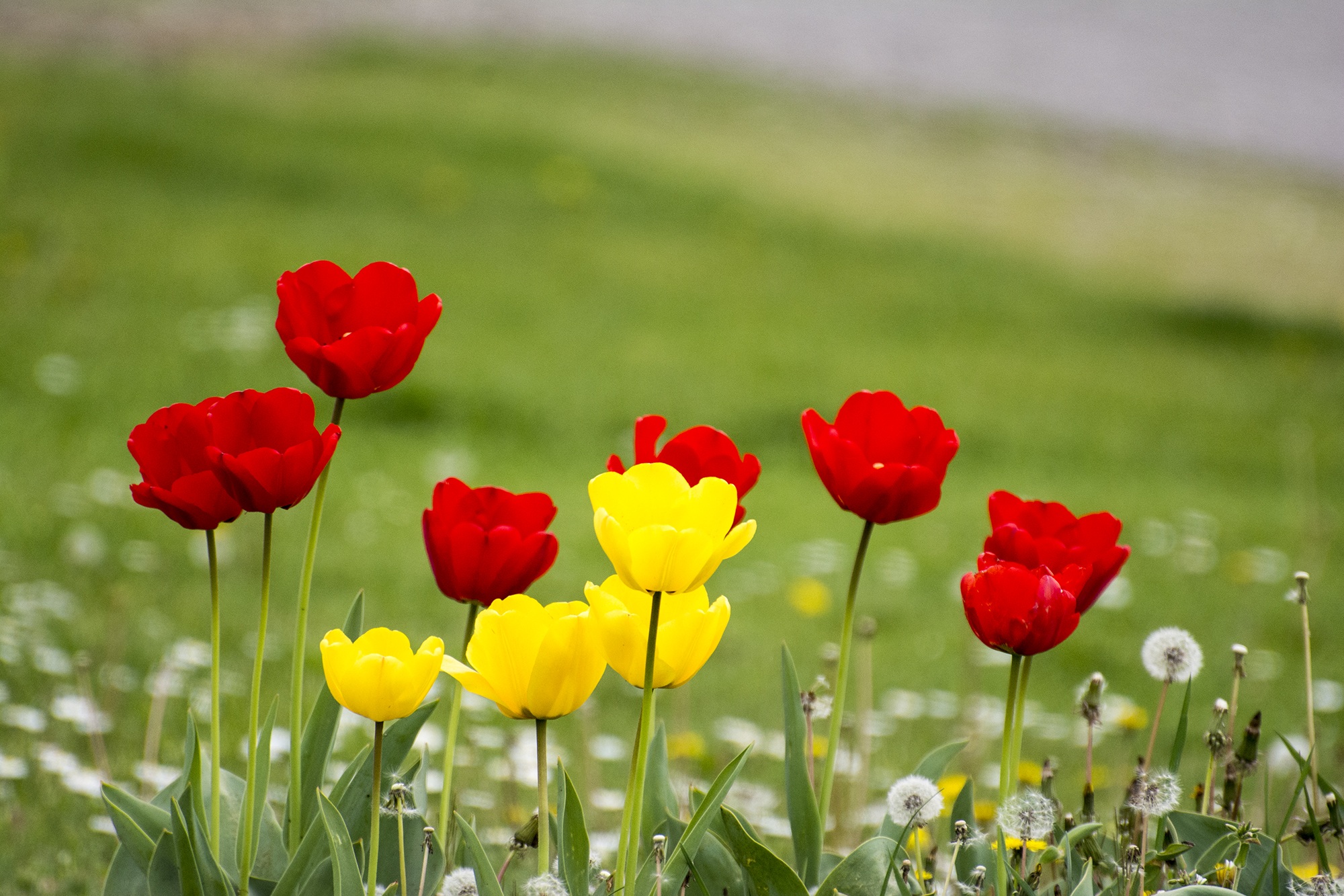 red and yellow flowers during daytime tulips spring nature 2k