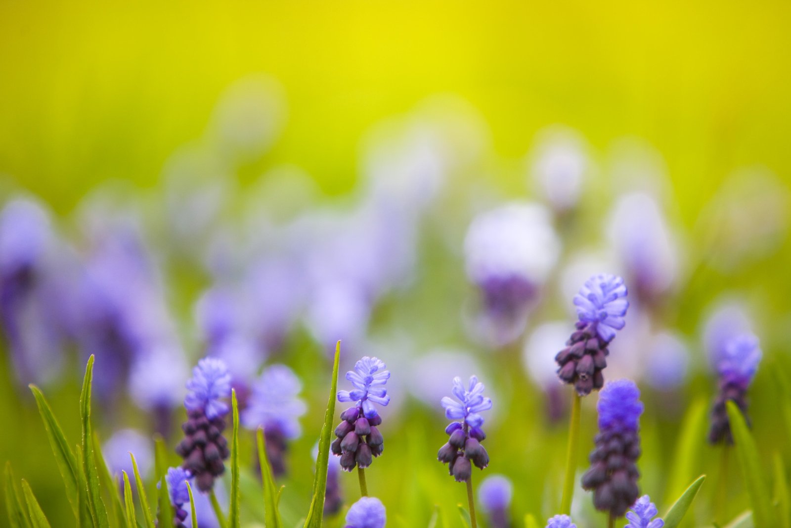 selective focus photography of purple petaled flower green purples 2k 4k