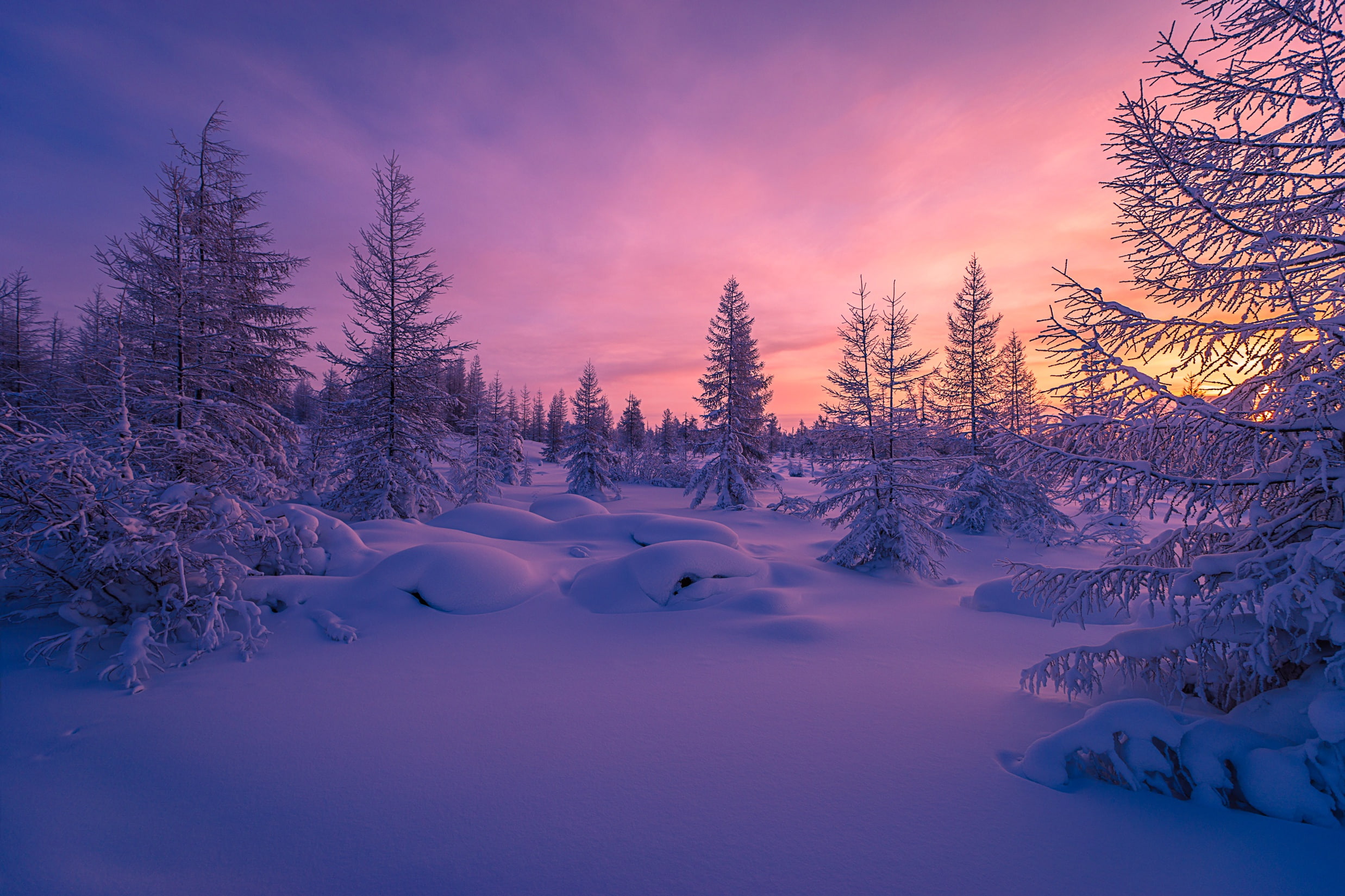 snow with pine trees during golden hour Winter forest Scenery 2k