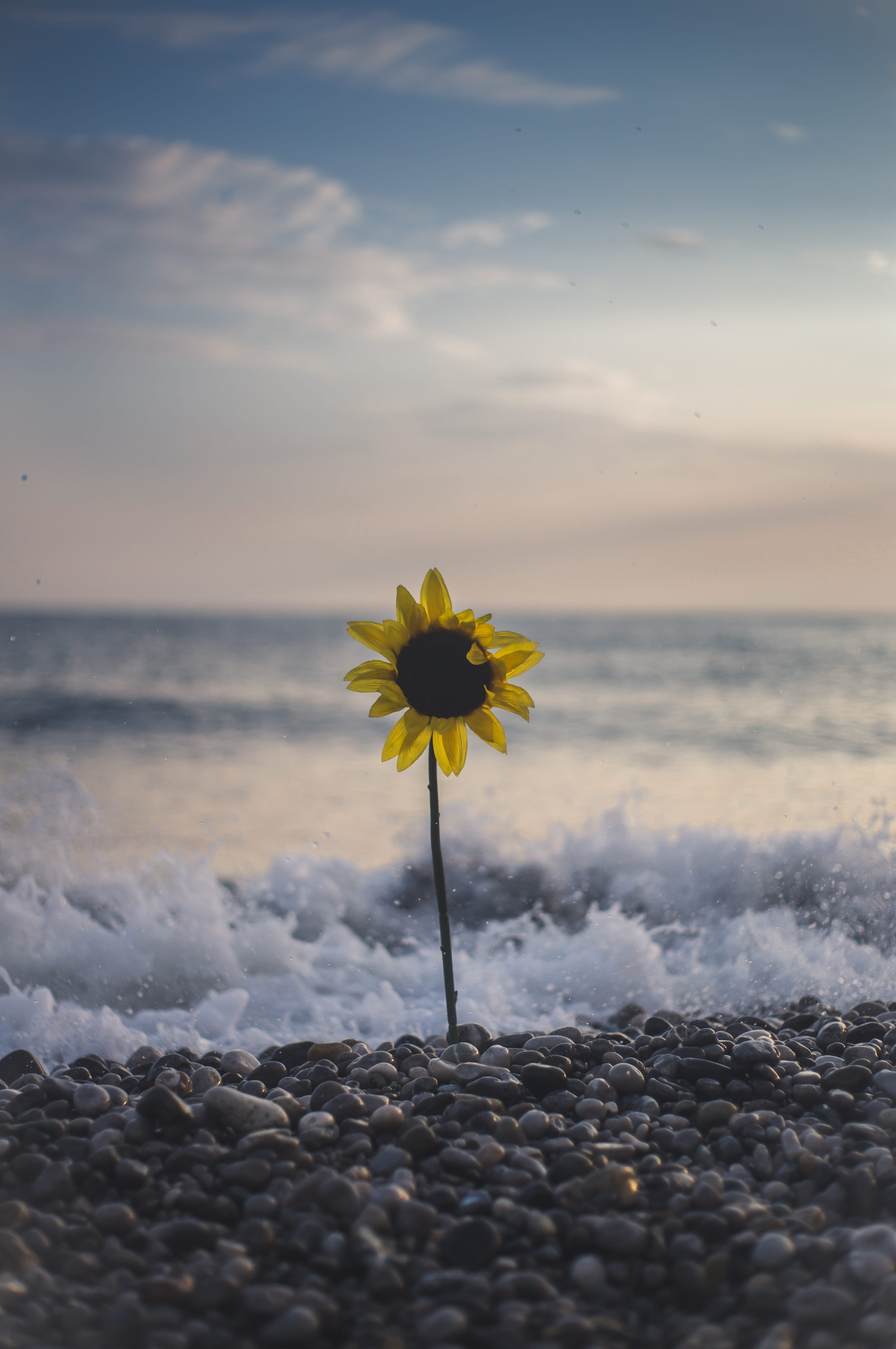 sunflowers on seashore beside wave seaside beach yellow floral 2k 4k