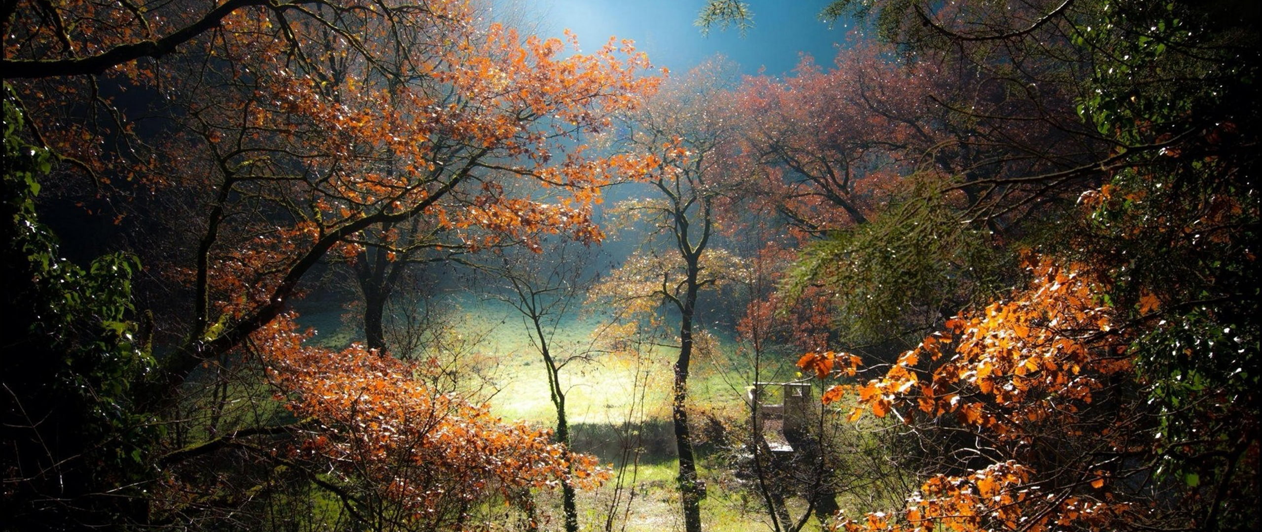 ultra wide photography nature tree autumn plant forest 2k